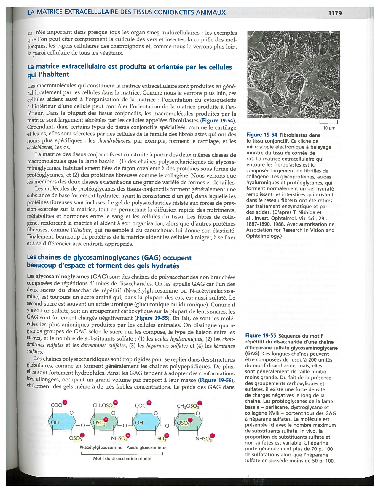 Alberts ed-5fr p1178-1195-TC collagenes proteoglycans elastines fibronectin page 2