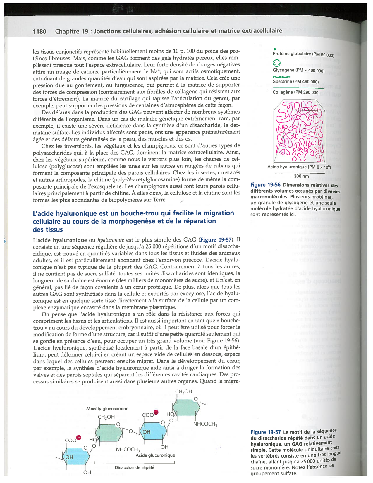 Alberts ed-5fr p1178-1195-TC collagenes proteoglycans elastines fibronectin page 3