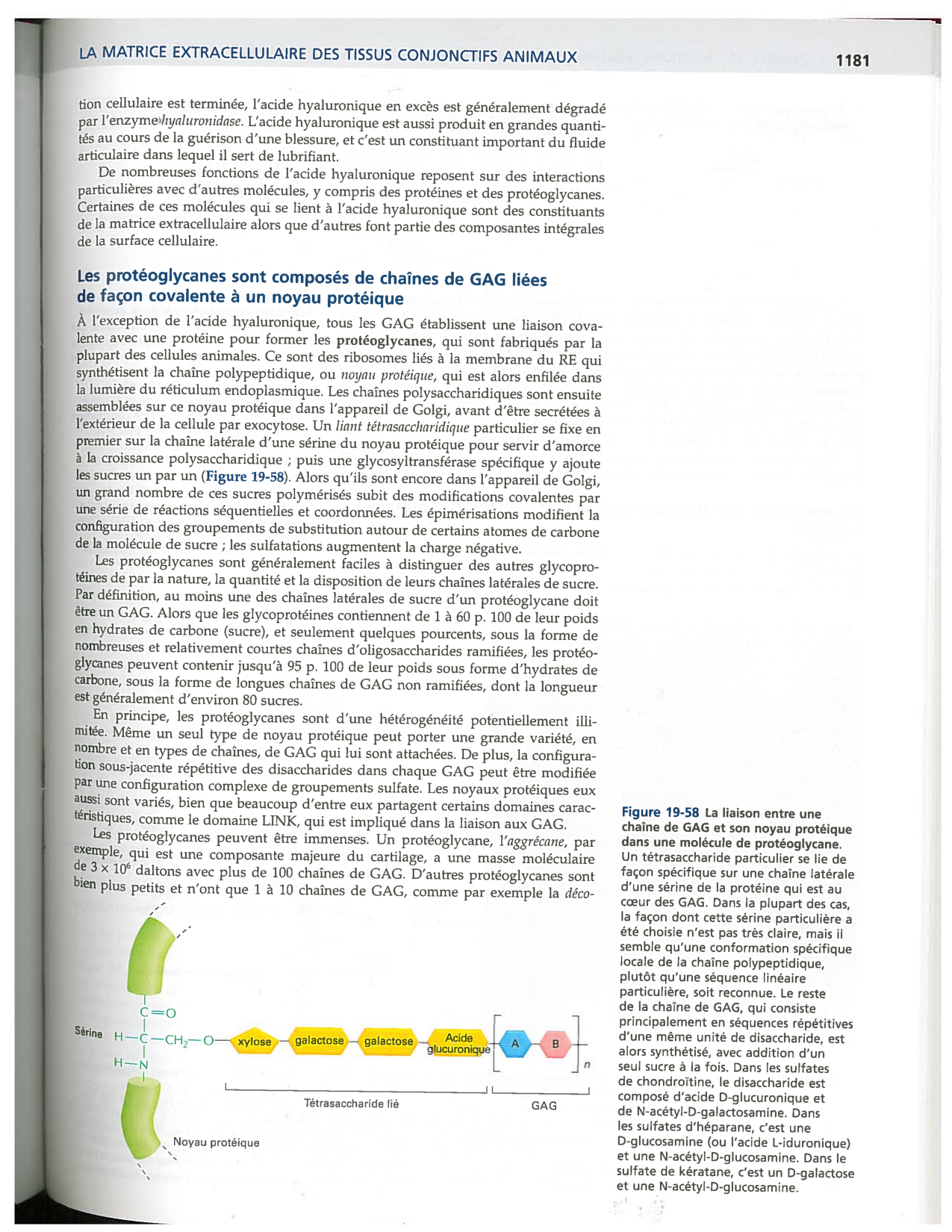 Alberts ed-5fr p1178-1195-TC collagenes proteoglycans elastines fibronectin page 4