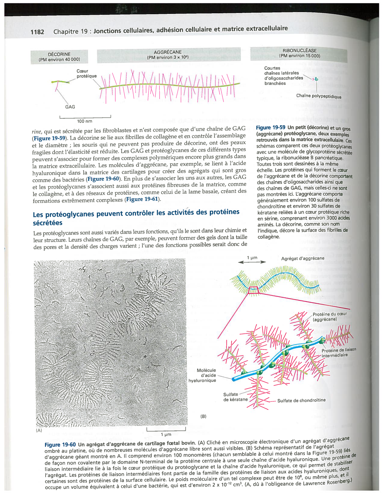 Alberts ed-5fr p1178-1195-TC collagenes proteoglycans elastines fibronectin page 5