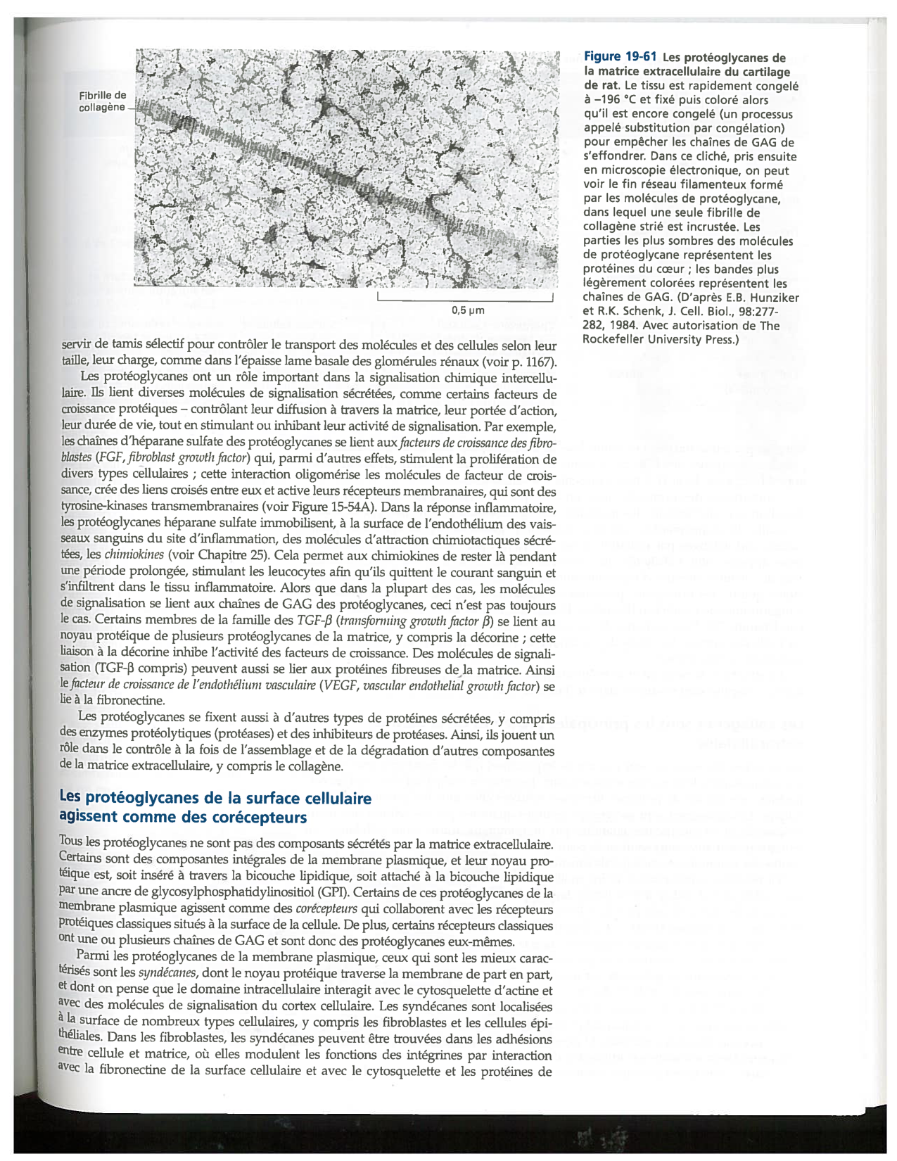 Alberts ed-5fr p1178-1195-TC collagenes proteoglycans elastines fibronectin page 6
