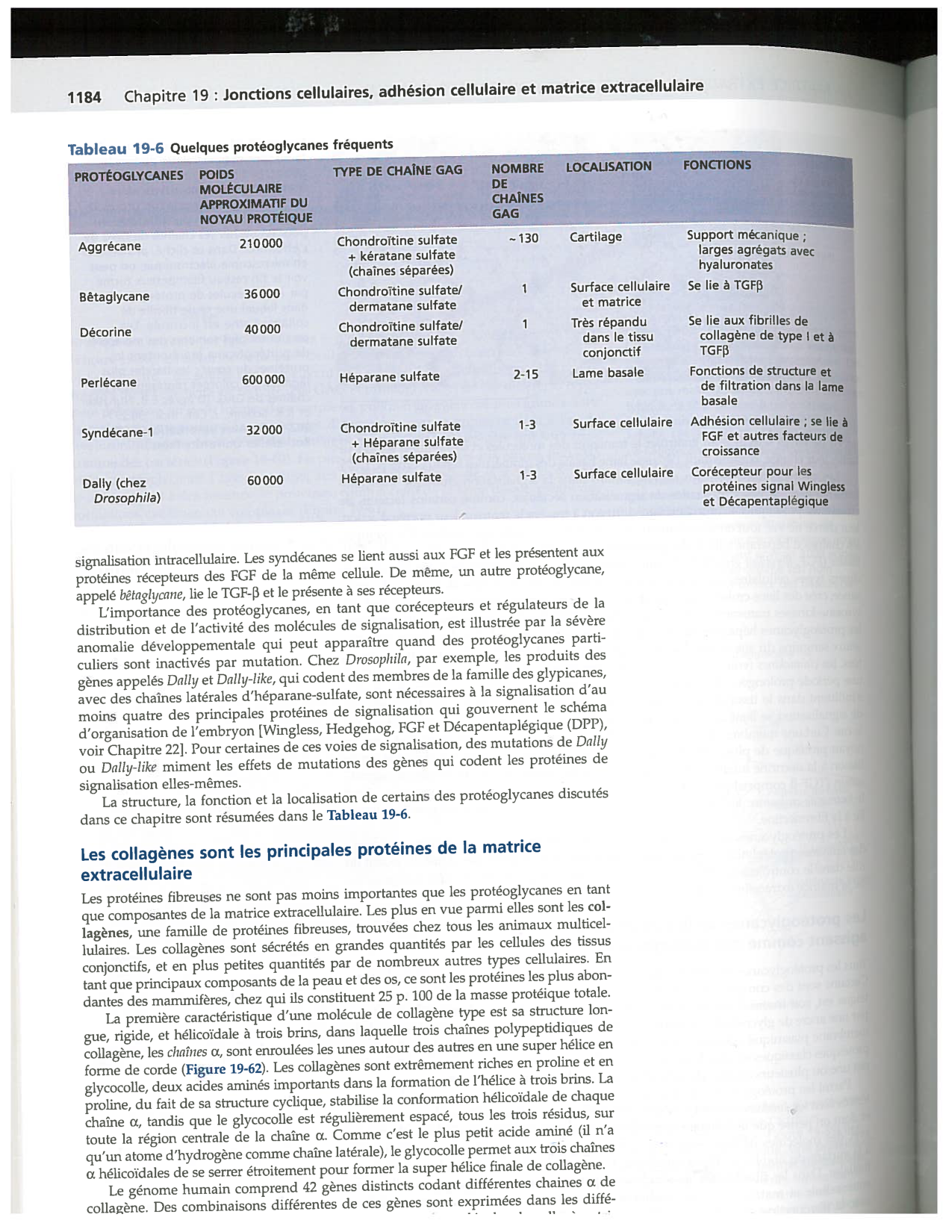 Alberts ed-5fr p1178-1195-TC collagenes proteoglycans elastines fibronectin page 7