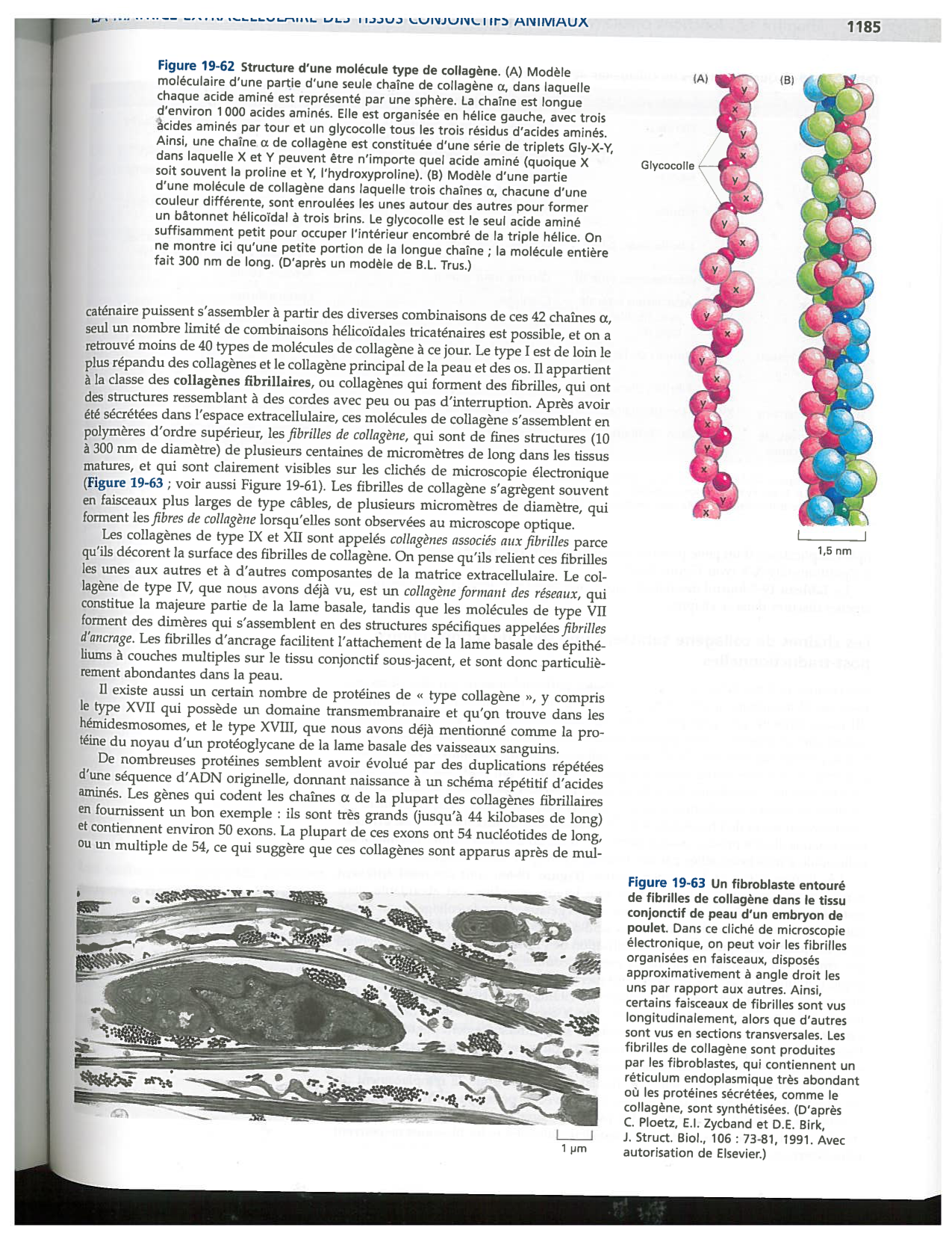 Alberts ed-5fr p1178-1195-TC collagenes proteoglycans elastines fibronectin page 8