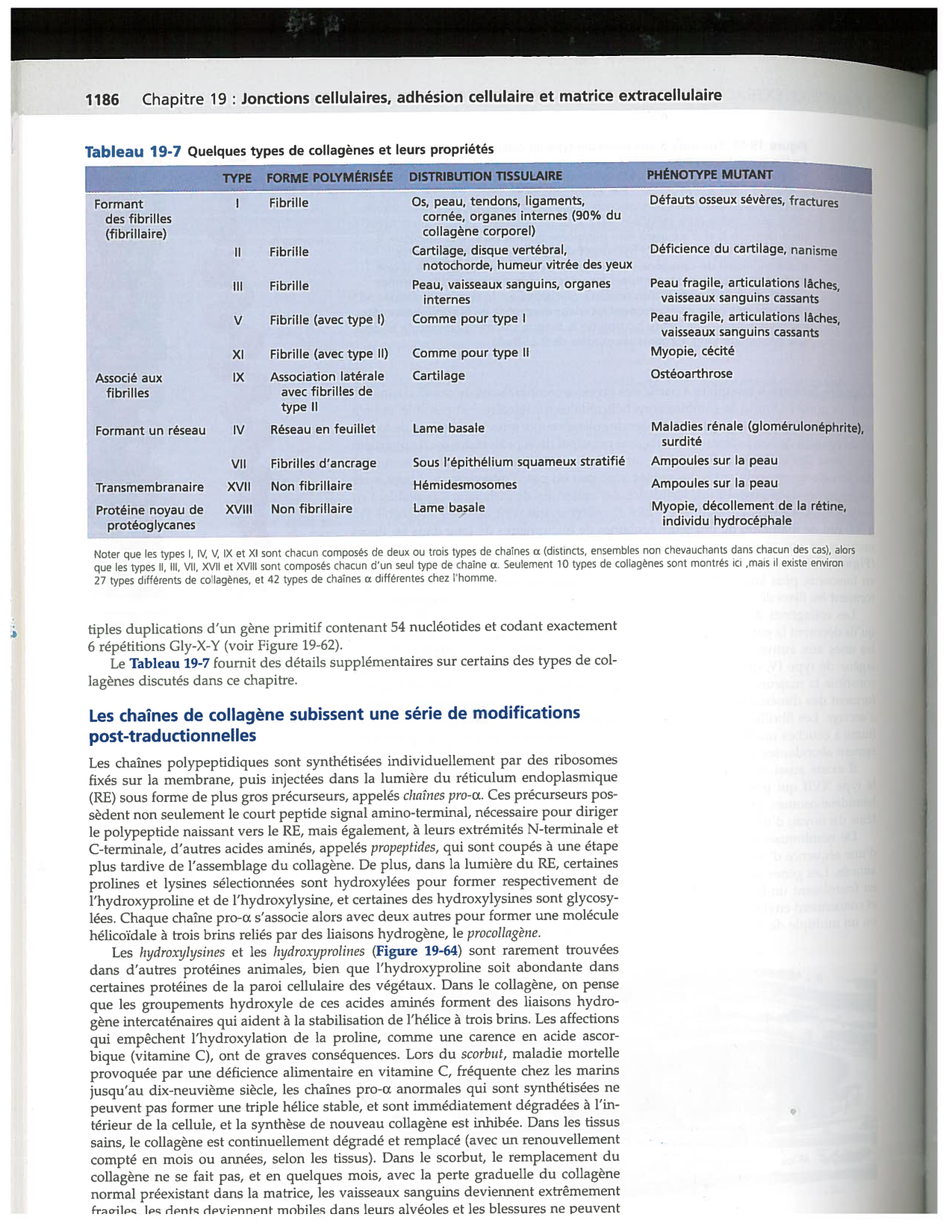 Alberts ed-5fr p1178-1195-TC collagenes proteoglycans elastines fibronectin page 9