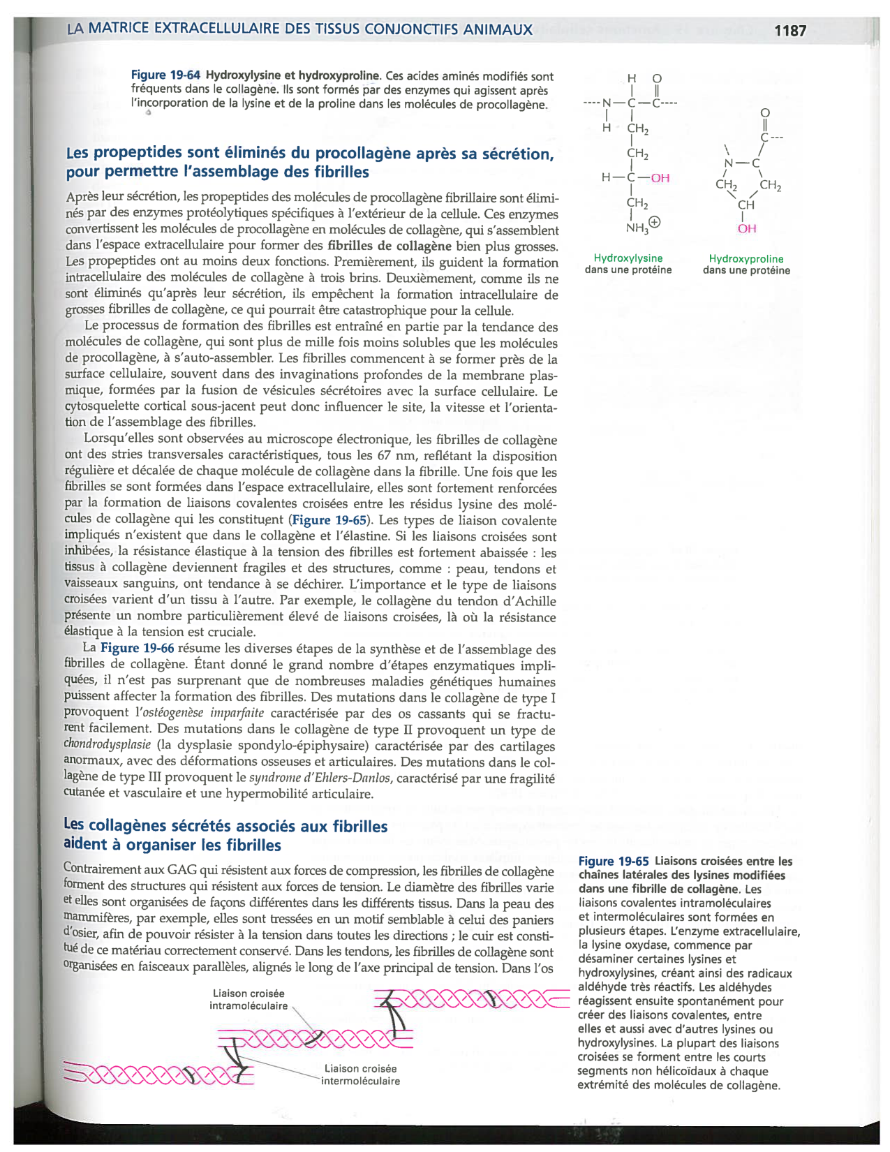 Alberts ed-5fr p1178-1195-TC collagenes proteoglycans elastines fibronectin page 10