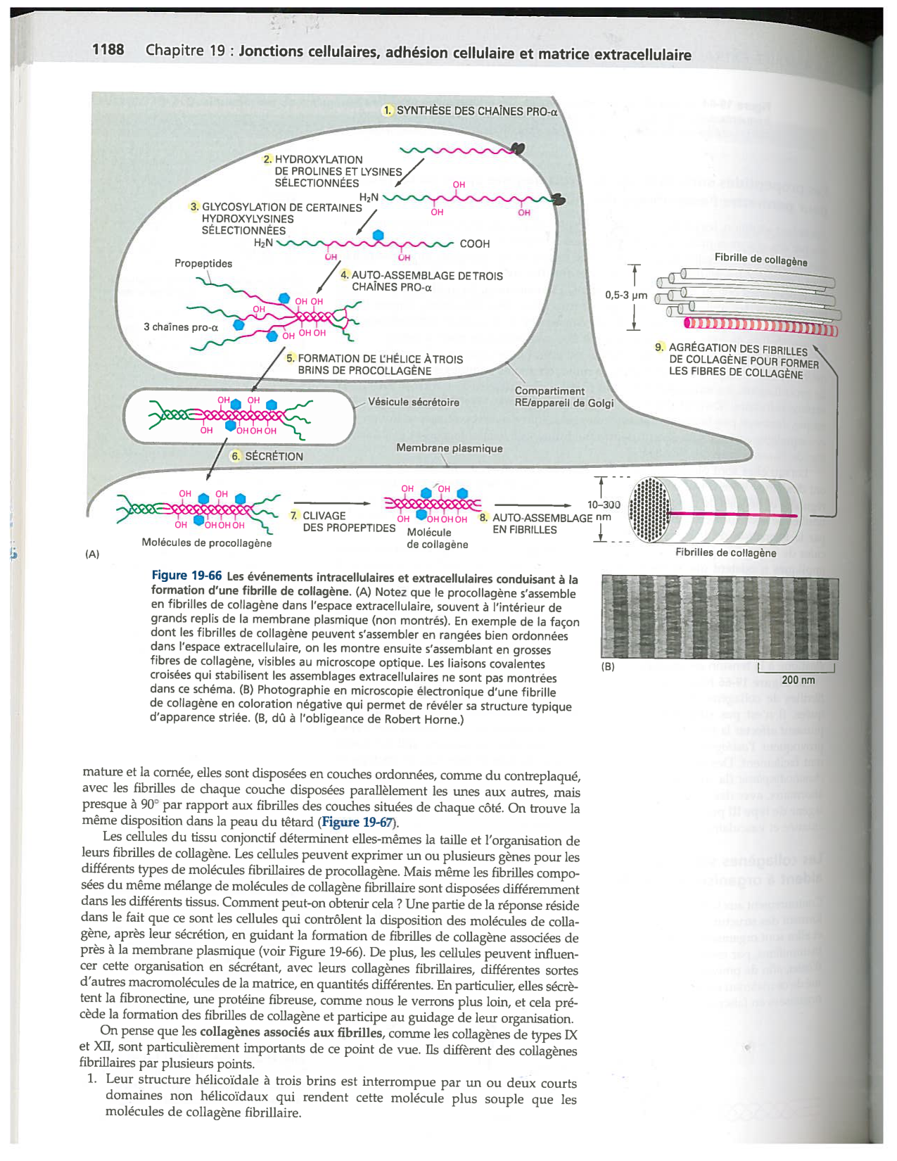 Alberts ed-5fr p1178-1195-TC collagenes proteoglycans elastines fibronectin page 11