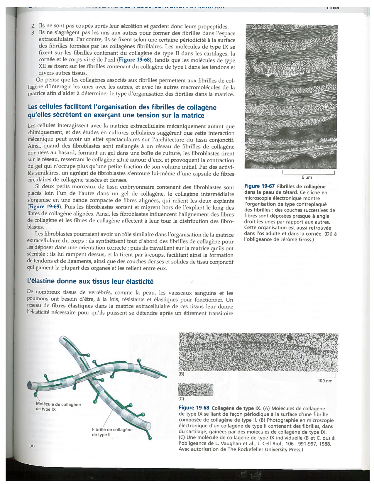 Alberts ed-5fr p1178-1195-TC collagenes proteoglycans elastines fibronectin page 12
