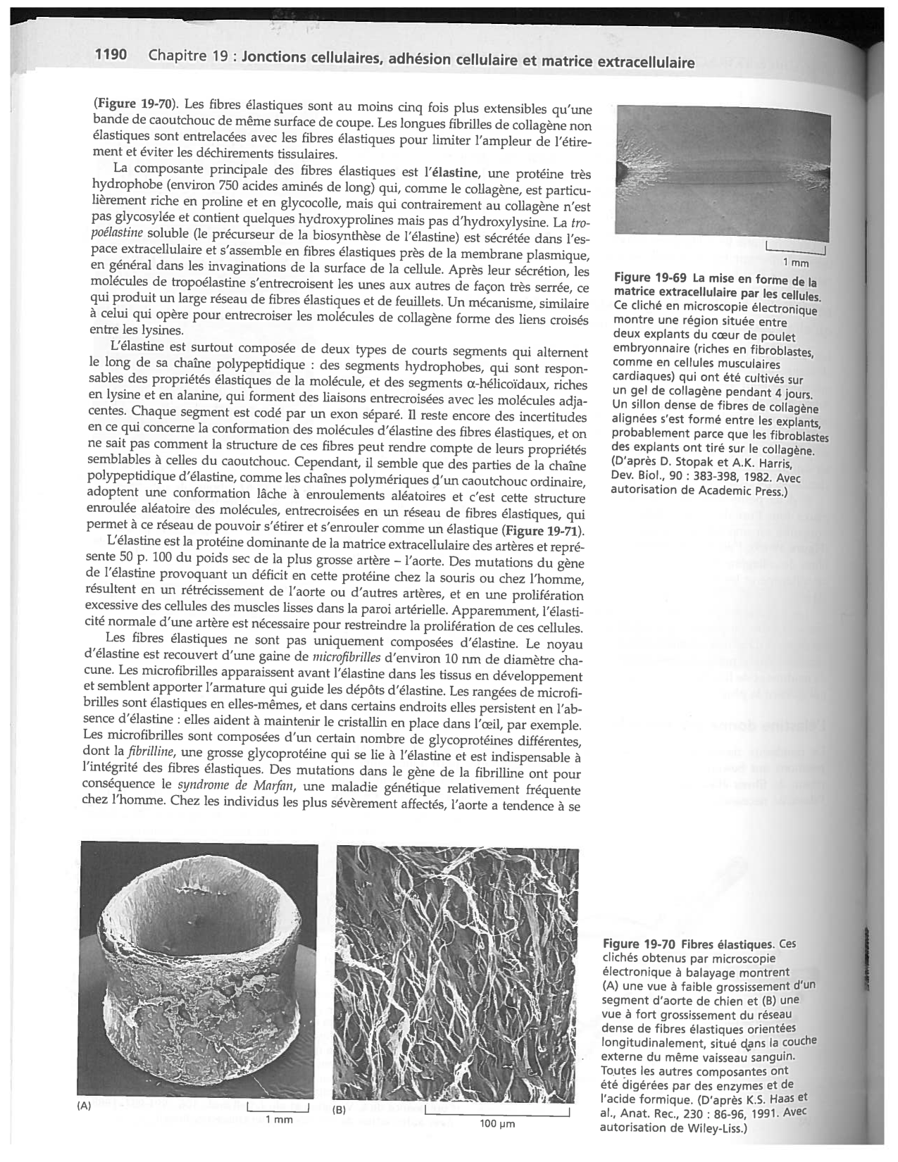 Alberts ed-5fr p1178-1195-TC collagenes proteoglycans elastines fibronectin page 13