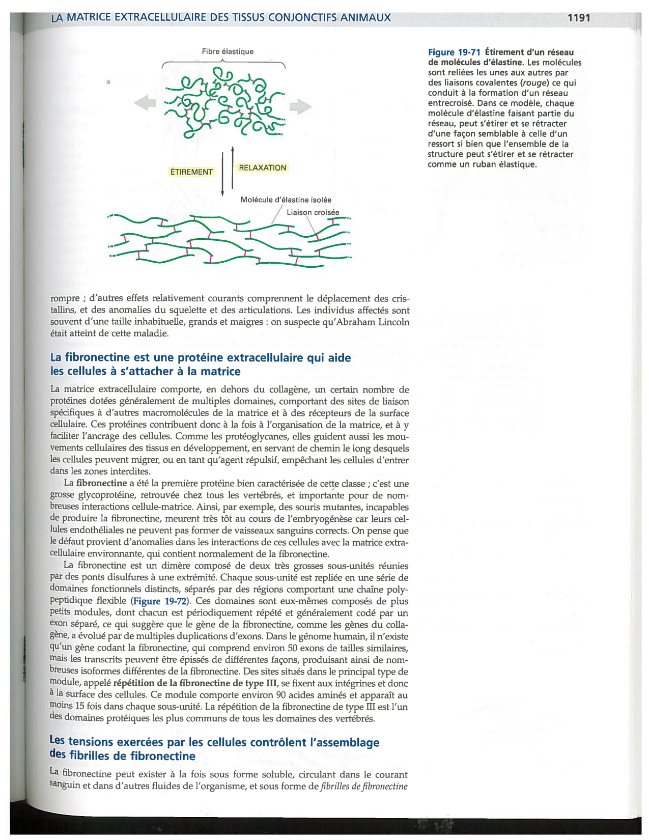 Alberts ed-5fr p1178-1195-TC collagenes proteoglycans elastines fibronectin page 14