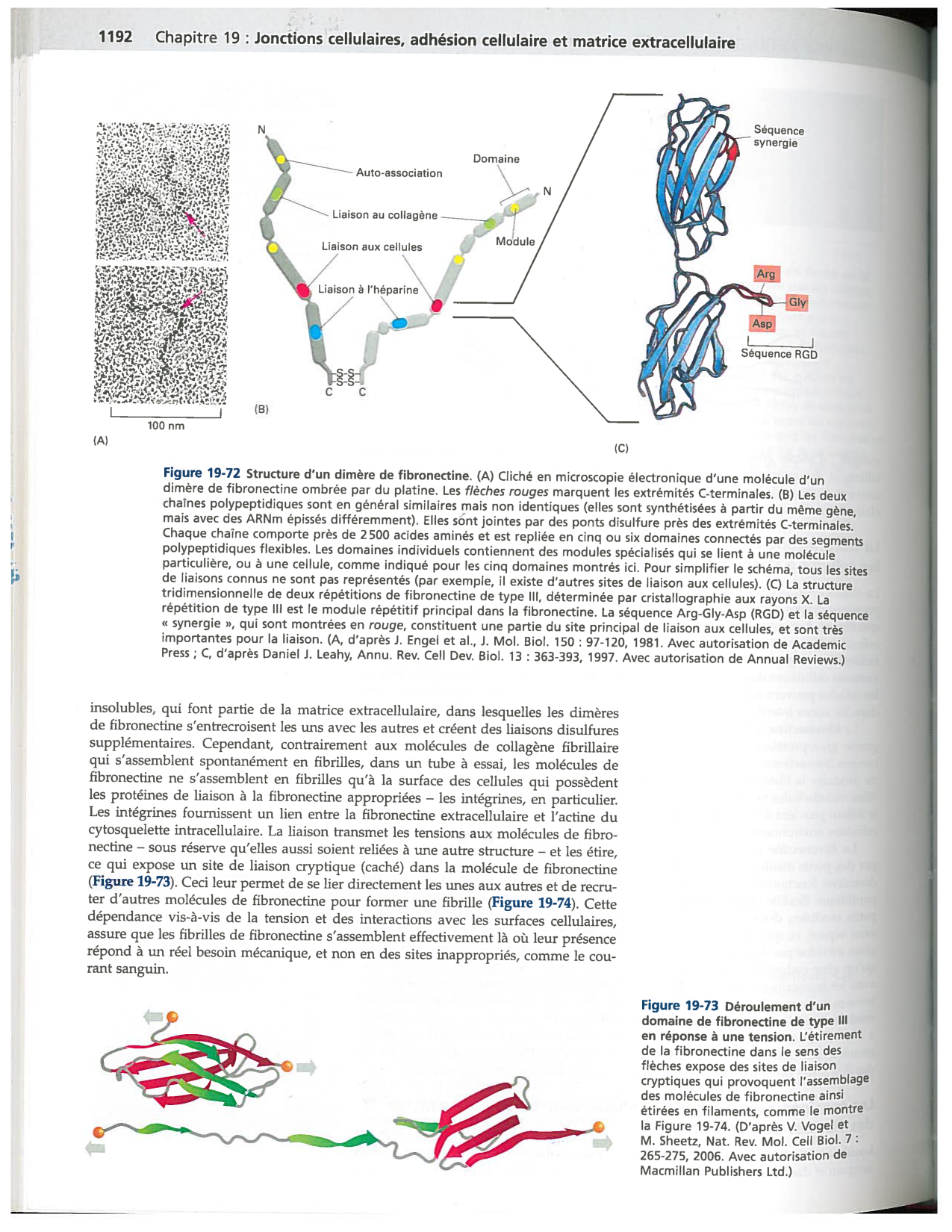 Alberts ed-5fr p1178-1195-TC collagenes proteoglycans elastines fibronectin page 15