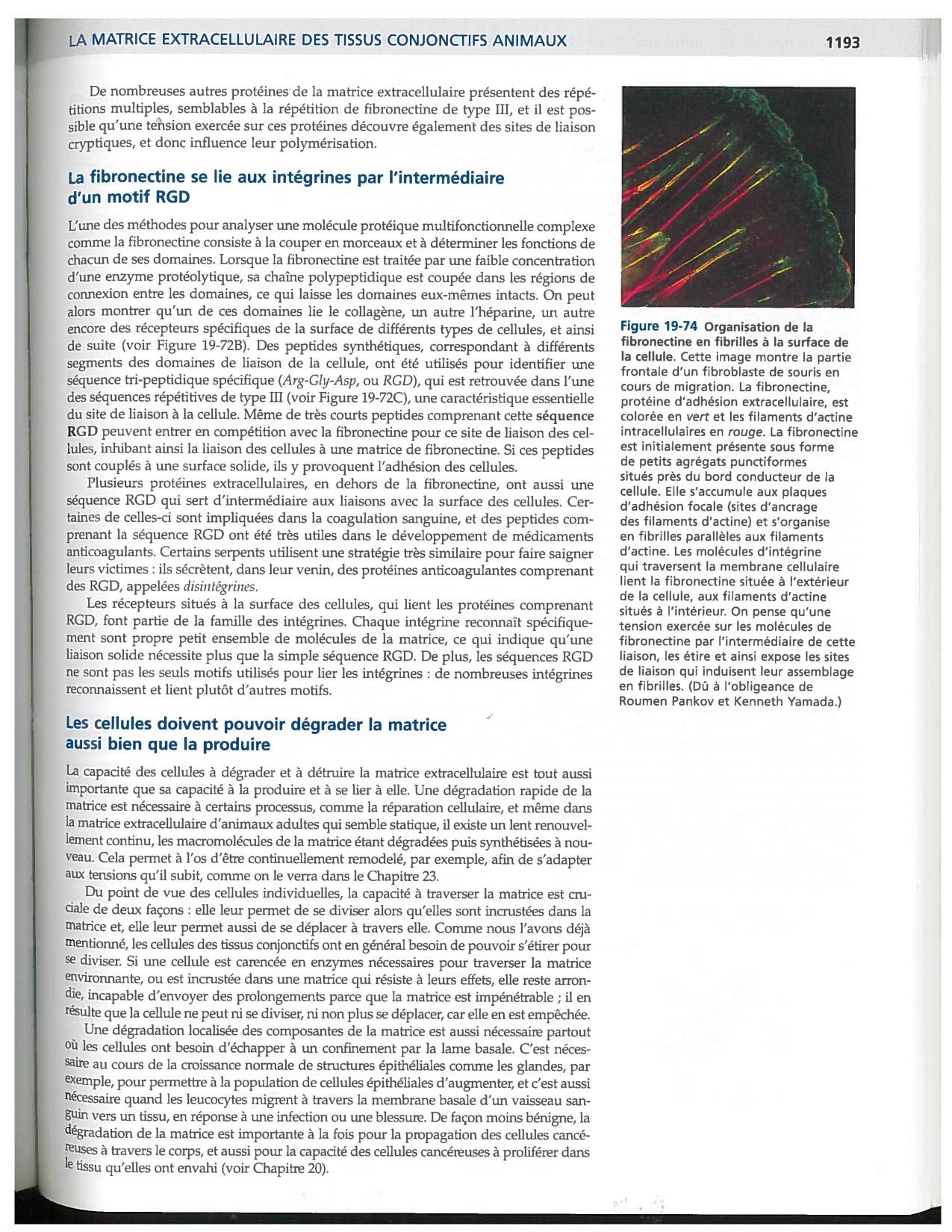 Alberts ed-5fr p1178-1195-TC collagenes proteoglycans elastines fibronectin page 16