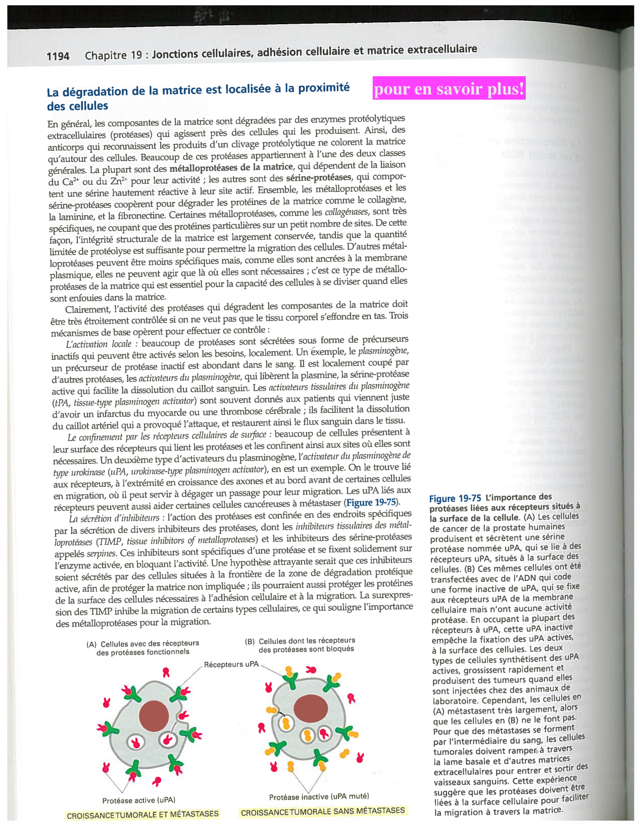 Alberts ed-5fr p1178-1195-TC collagenes proteoglycans elastines fibronectin page 17