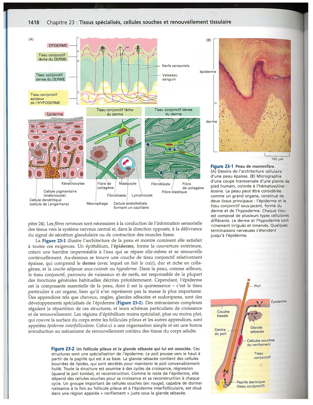 Alberts ed-5fr p1417-1423 1426-TE cellules souches page 2