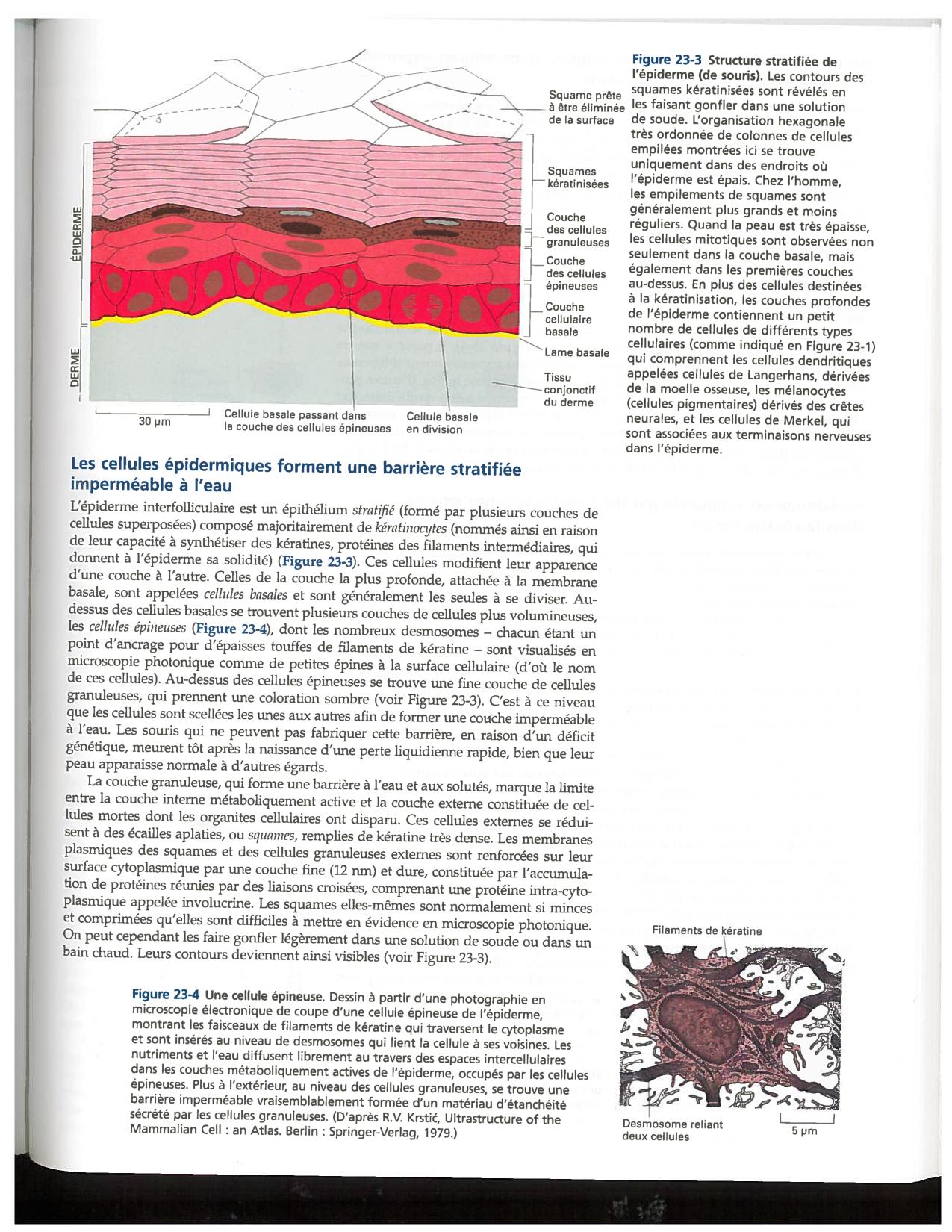 Alberts ed-5fr p1417-1423 1426-TE cellules souches page 3