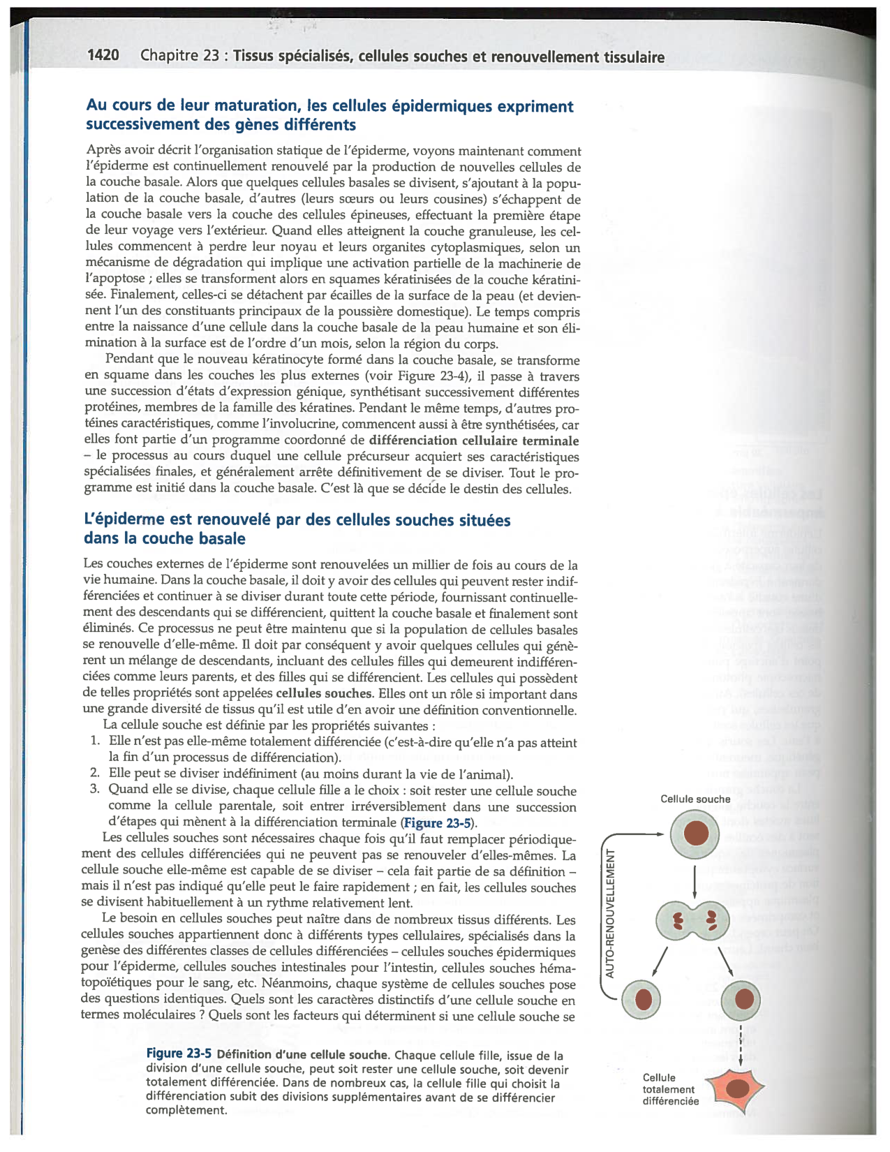 Alberts ed-5fr p1417-1423 1426-TE cellules souches page 4