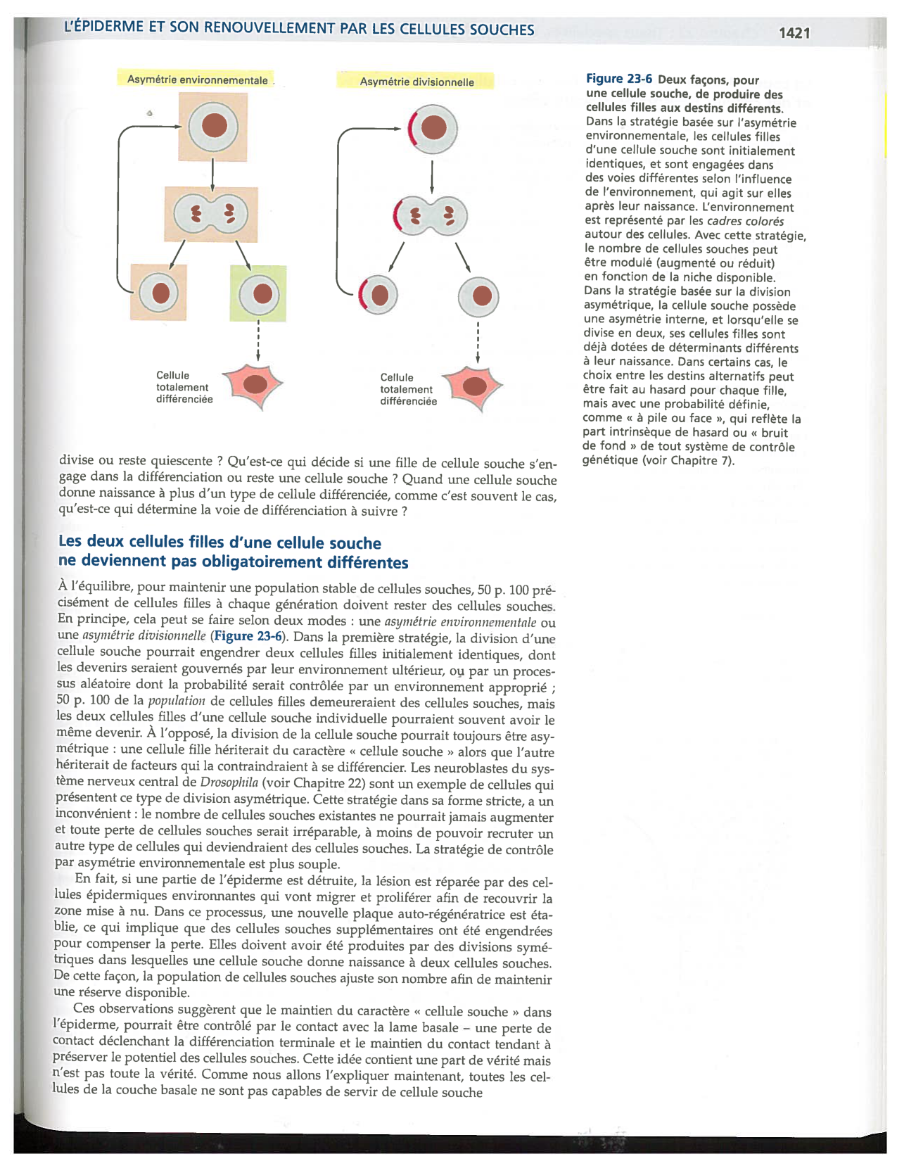 Alberts ed-5fr p1417-1423 1426-TE cellules souches page 5