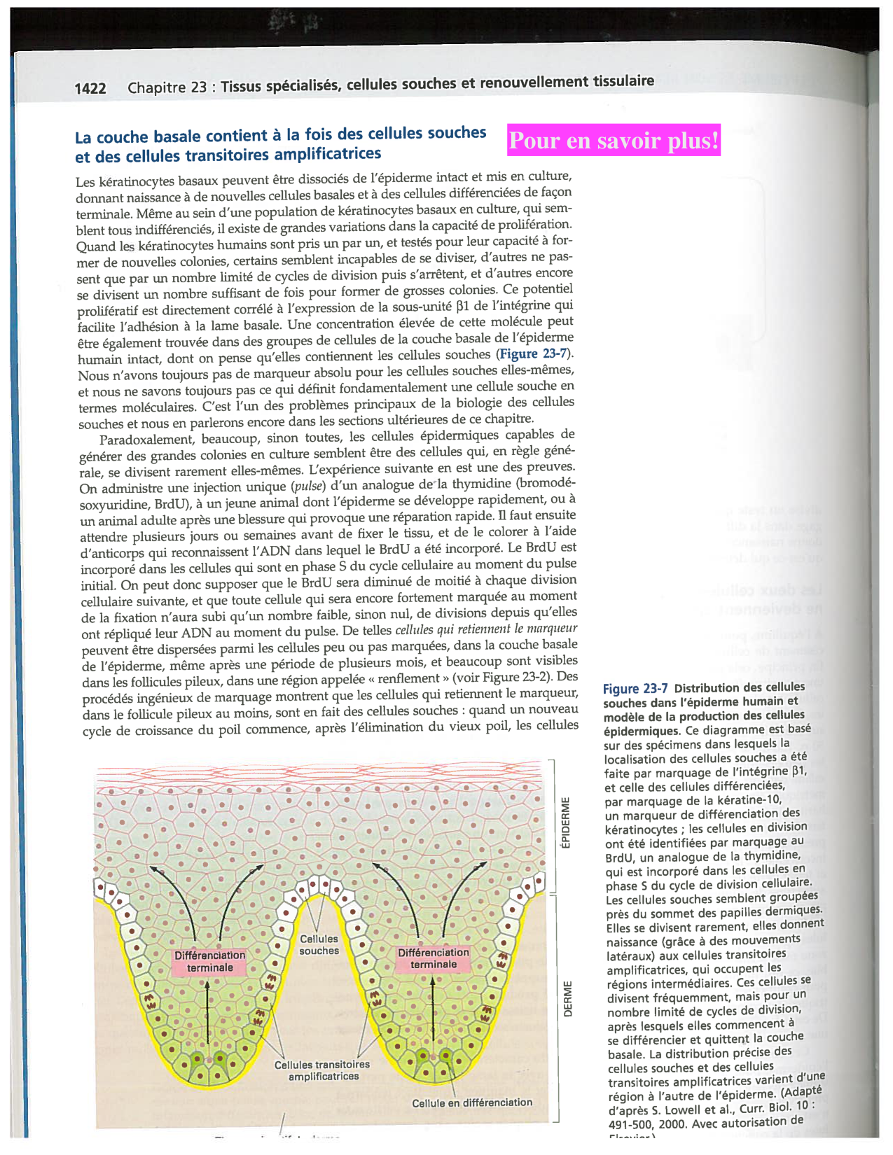 Alberts ed-5fr p1417-1423 1426-TE cellules souches page 6
