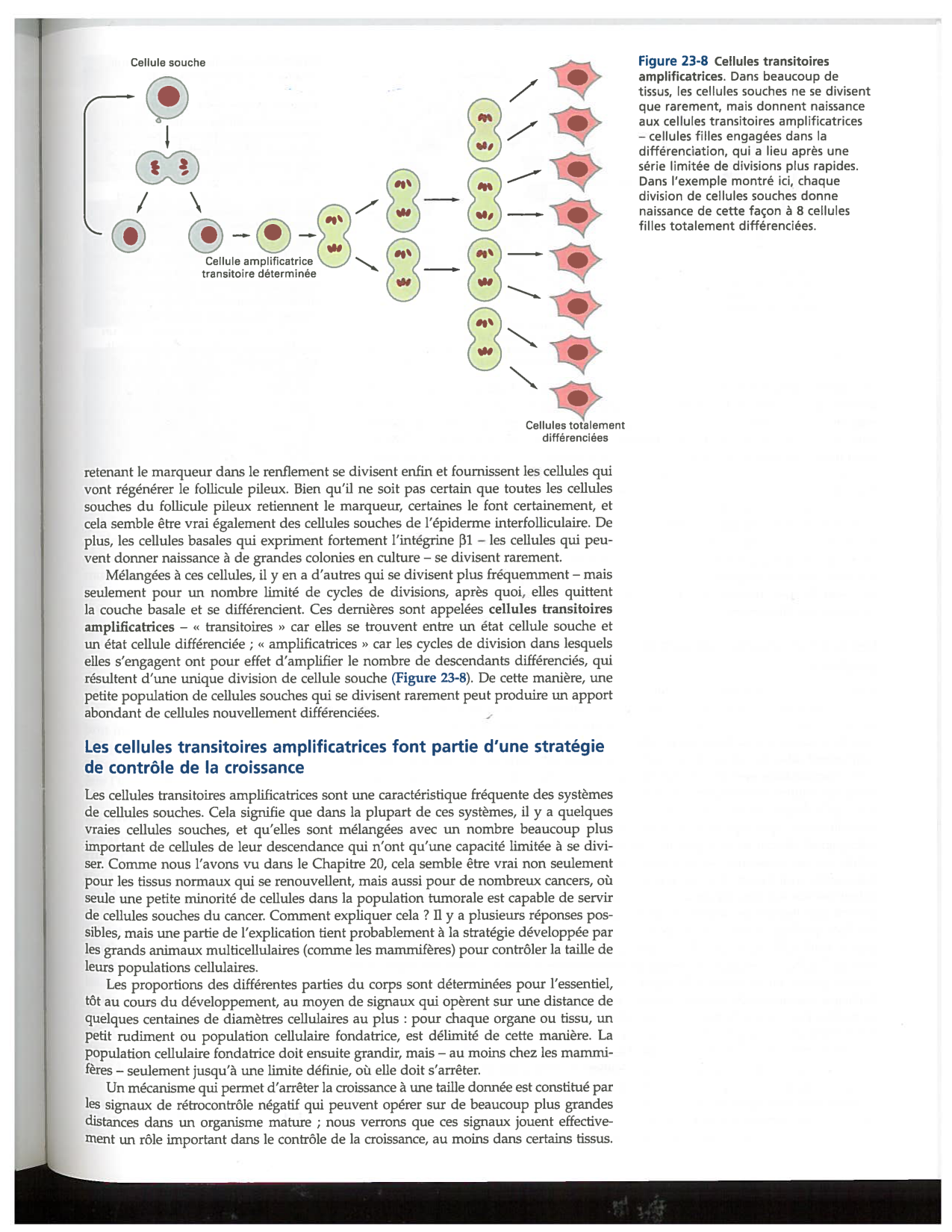 Alberts ed-5fr p1417-1423 1426-TE cellules souches page 7