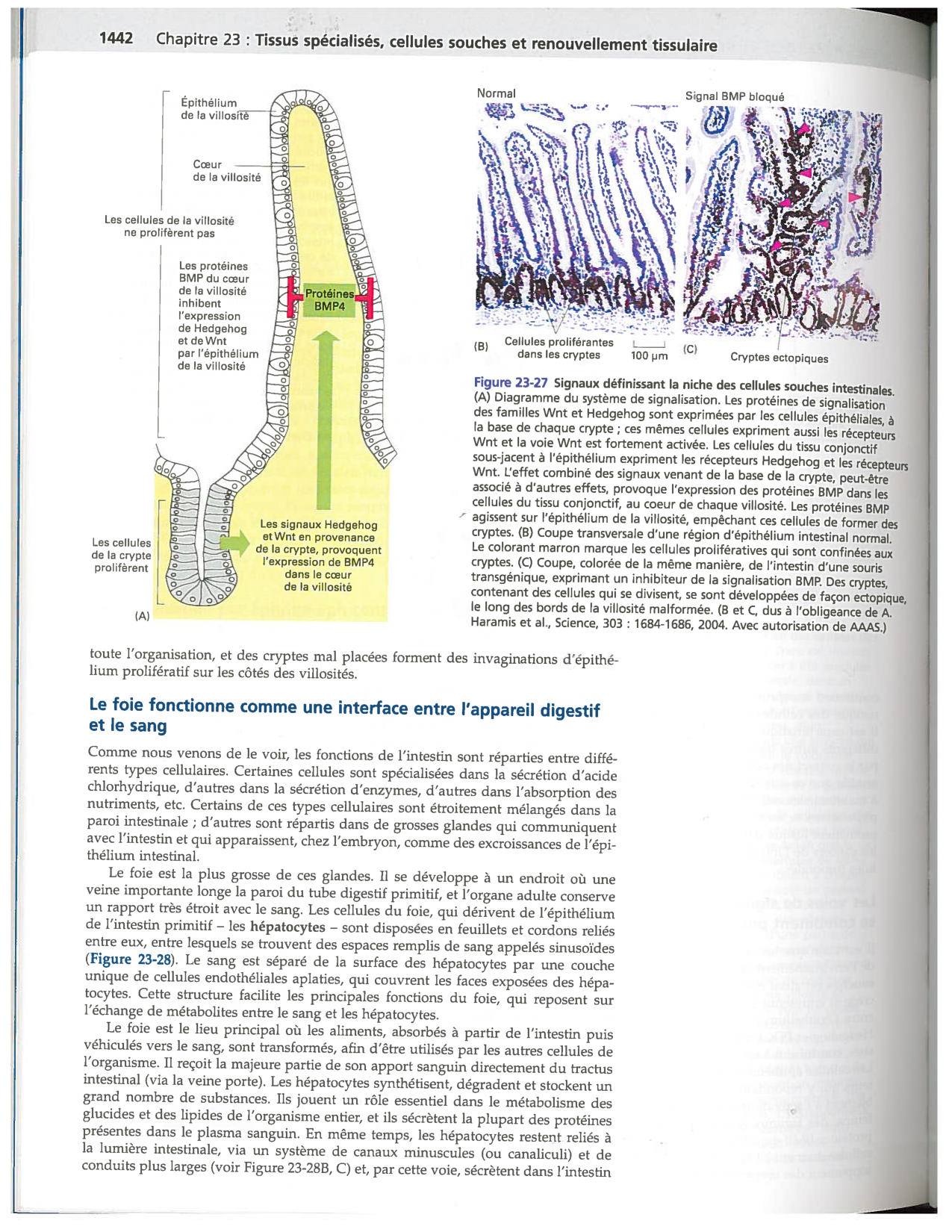Alberts ed-5fr p1442-1447-TE cellules souches et vaisseux PESP page 1