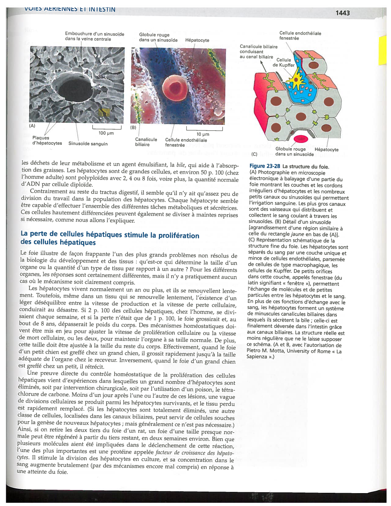 Alberts ed-5fr p1442-1447-TE cellules souches et vaisseux PESP page 2