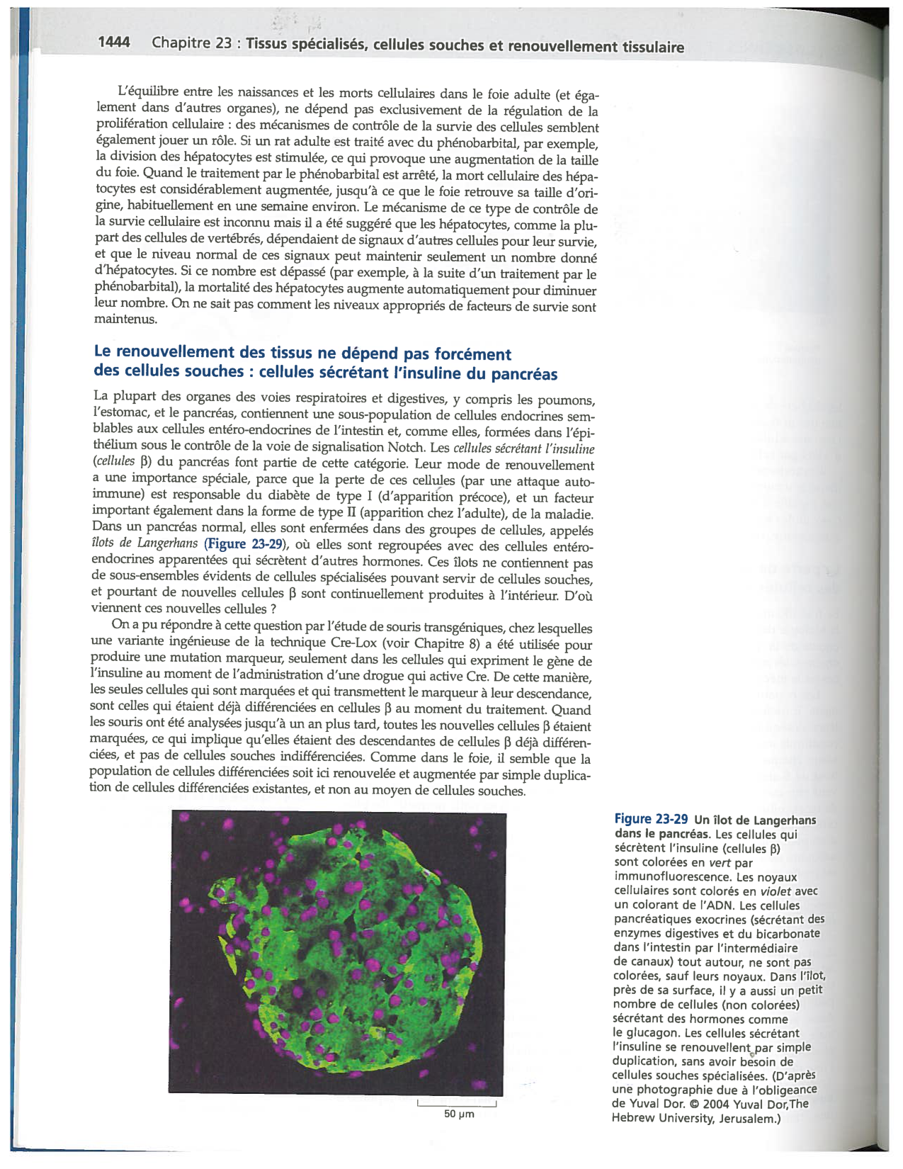 Alberts ed-5fr p1442-1447-TE cellules souches et vaisseux PESP page 3
