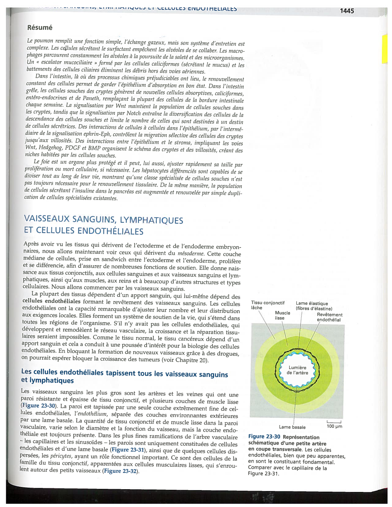 Alberts ed-5fr p1442-1447-TE cellules souches et vaisseux PESP page 4