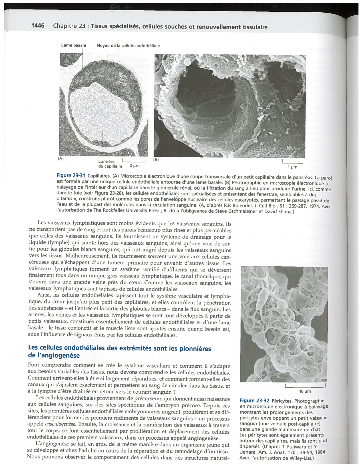 Alberts ed-5fr p1442-1447-TE cellules souches et vaisseux PESP page 5