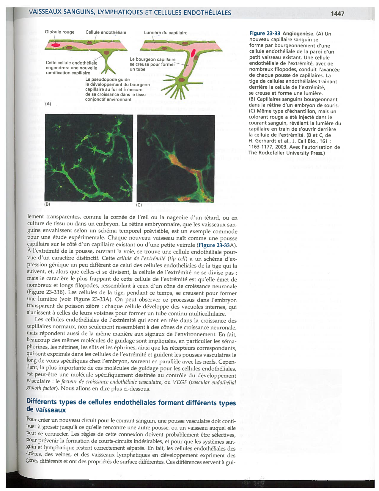 Alberts ed-5fr p1442-1447-TE cellules souches et vaisseux PESP page 6