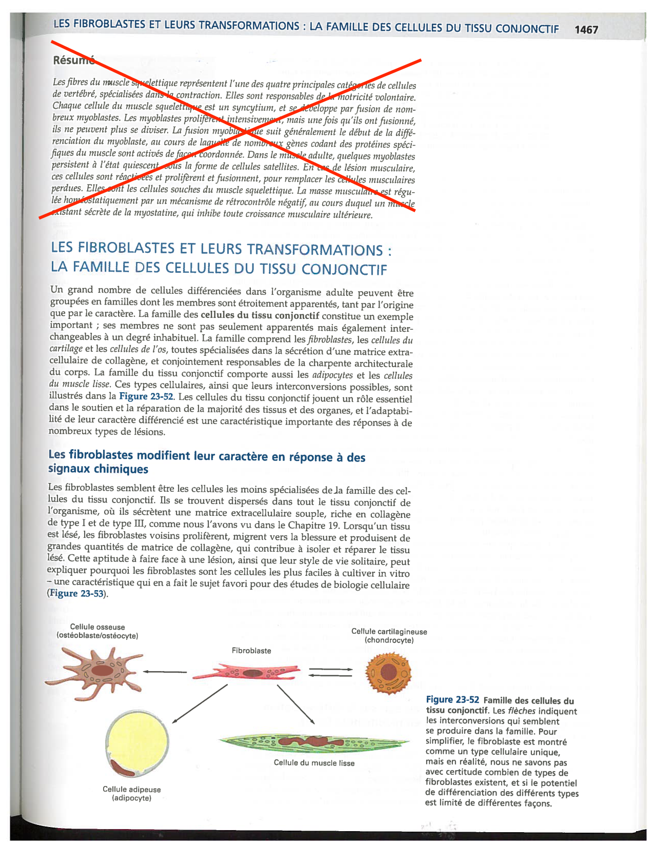 Alberts ed-5fr p1467-1476-TC les fibroblastes et les cellules du tissu conjonctif page 1