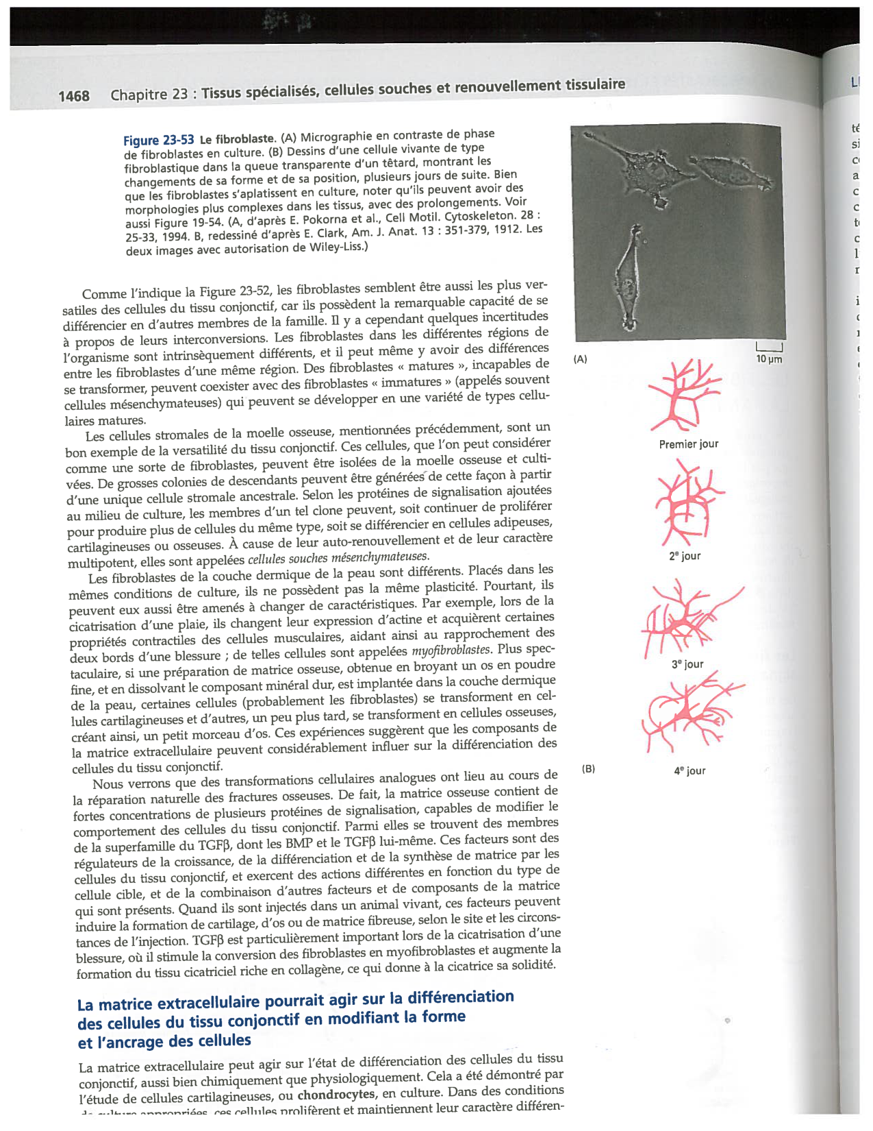 Alberts ed-5fr p1467-1476-TC les fibroblastes et les cellules du tissu conjonctif page 2