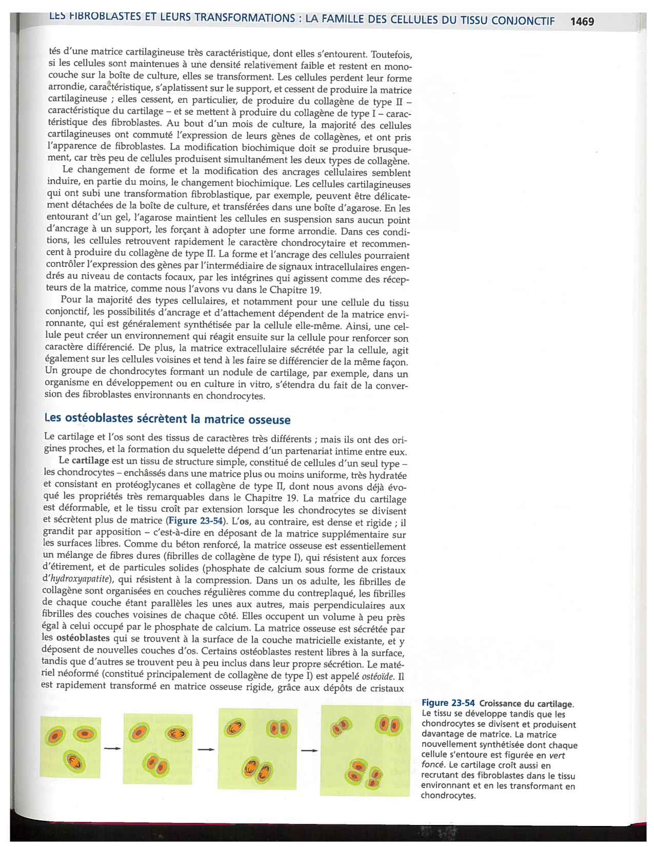 Alberts ed-5fr p1467-1476-TC les fibroblastes et les cellules du tissu conjonctif page 3