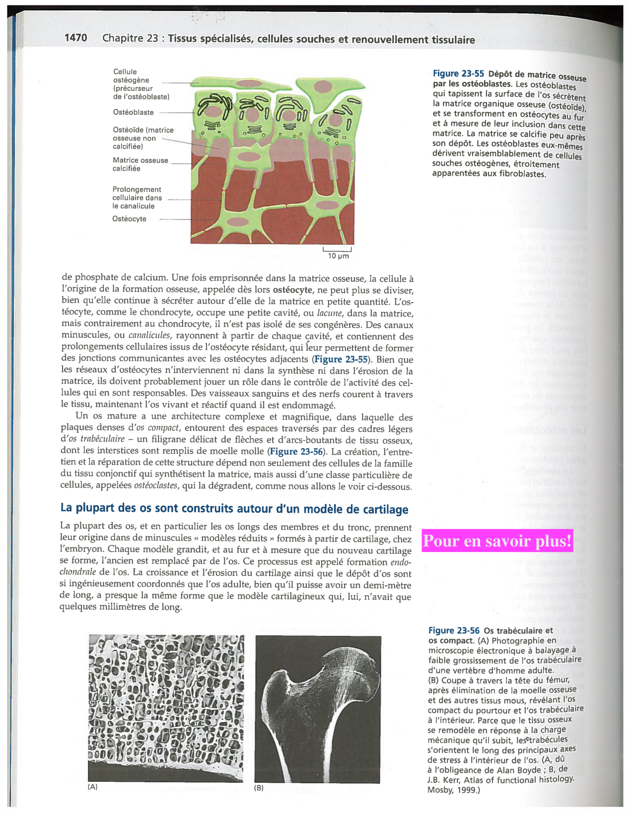 Alberts ed-5fr p1467-1476-TC les fibroblastes et les cellules du tissu conjonctif page 4