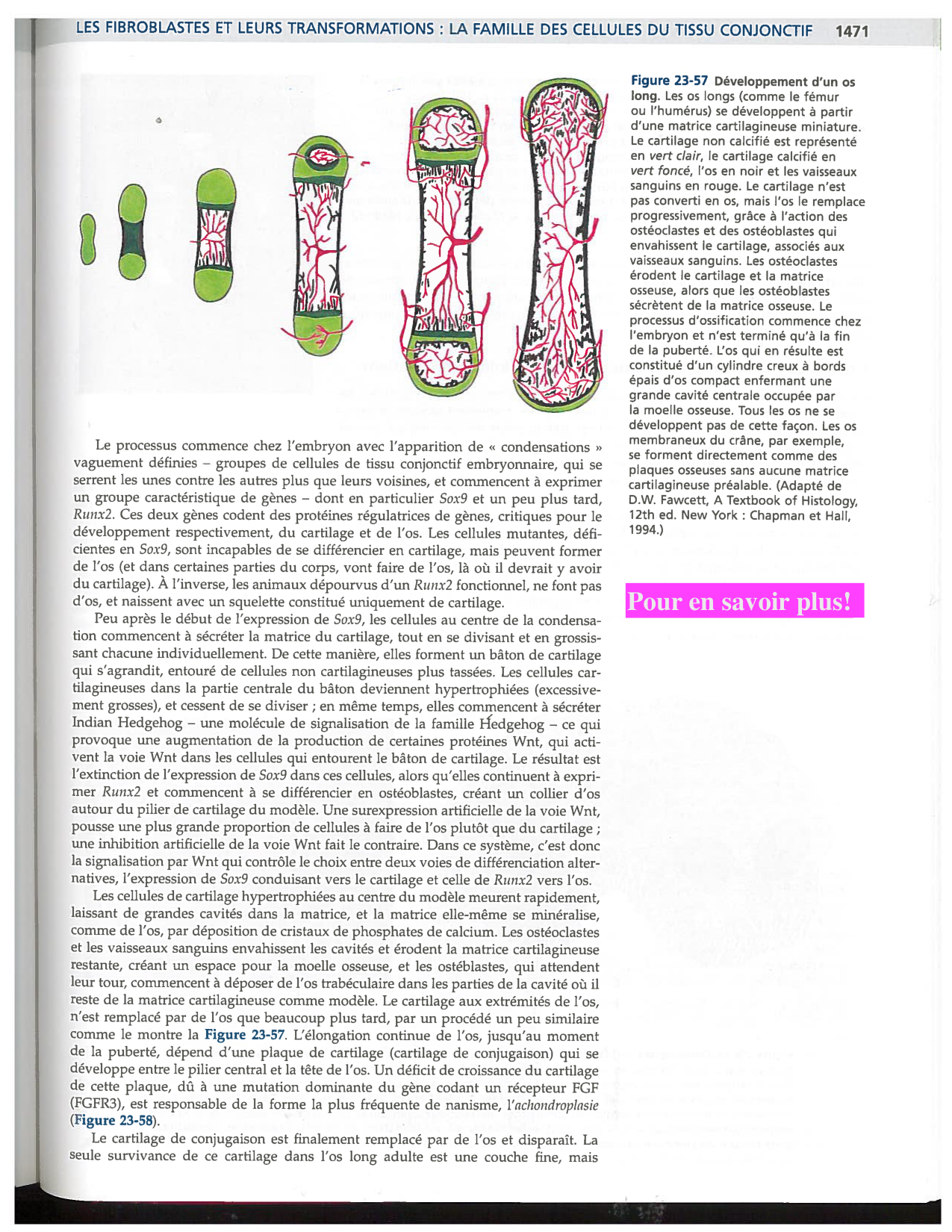 Alberts ed-5fr p1467-1476-TC les fibroblastes et les cellules du tissu conjonctif page 5