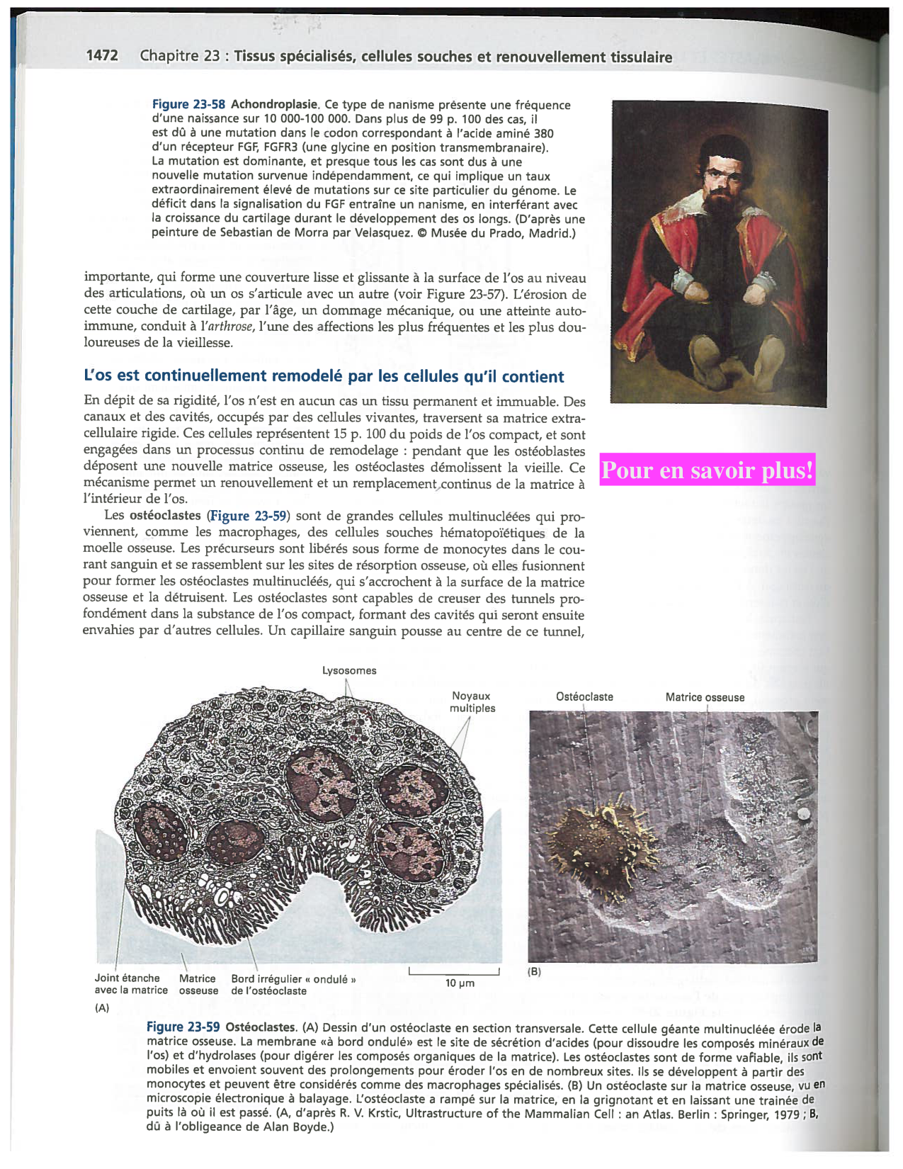 Alberts ed-5fr p1467-1476-TC les fibroblastes et les cellules du tissu conjonctif page 6