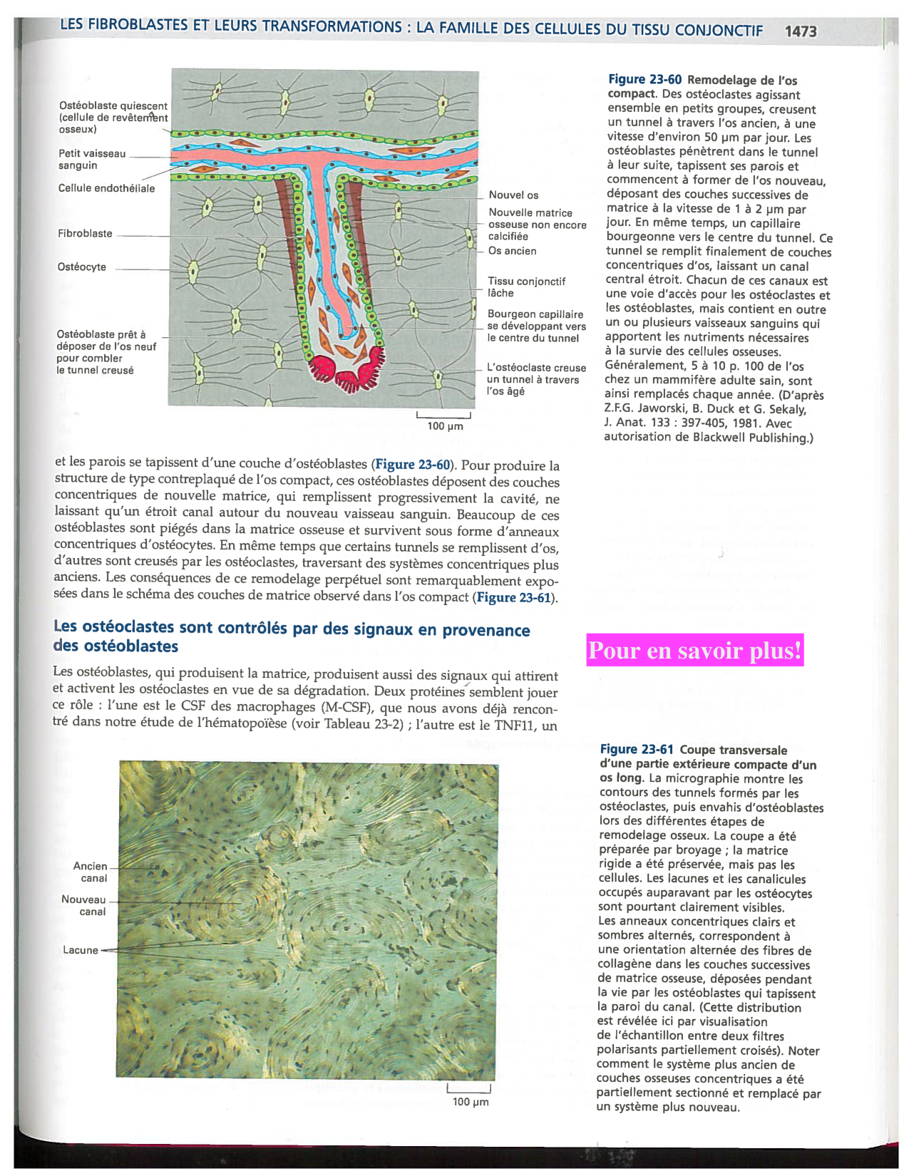 Alberts ed-5fr p1467-1476-TC les fibroblastes et les cellules du tissu conjonctif page 7