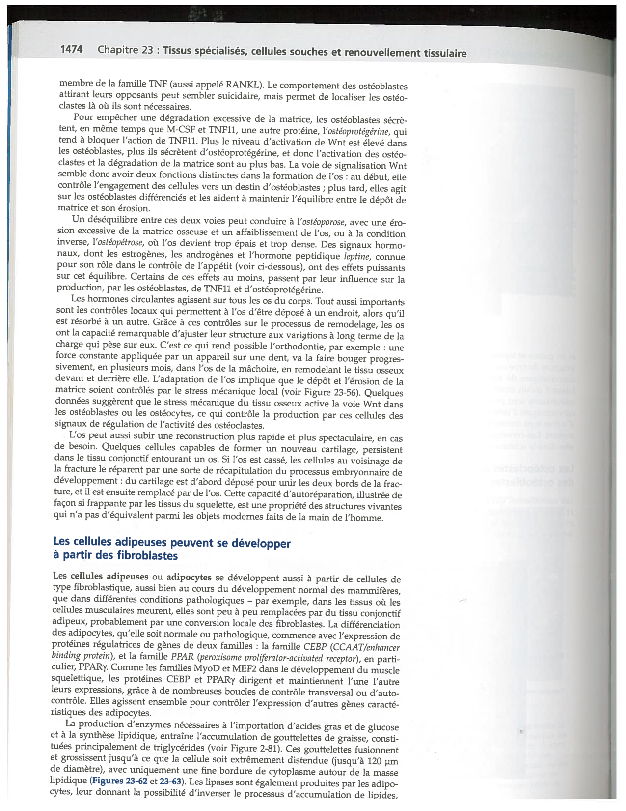 Alberts ed-5fr p1467-1476-TC les fibroblastes et les cellules du tissu conjonctif page 8