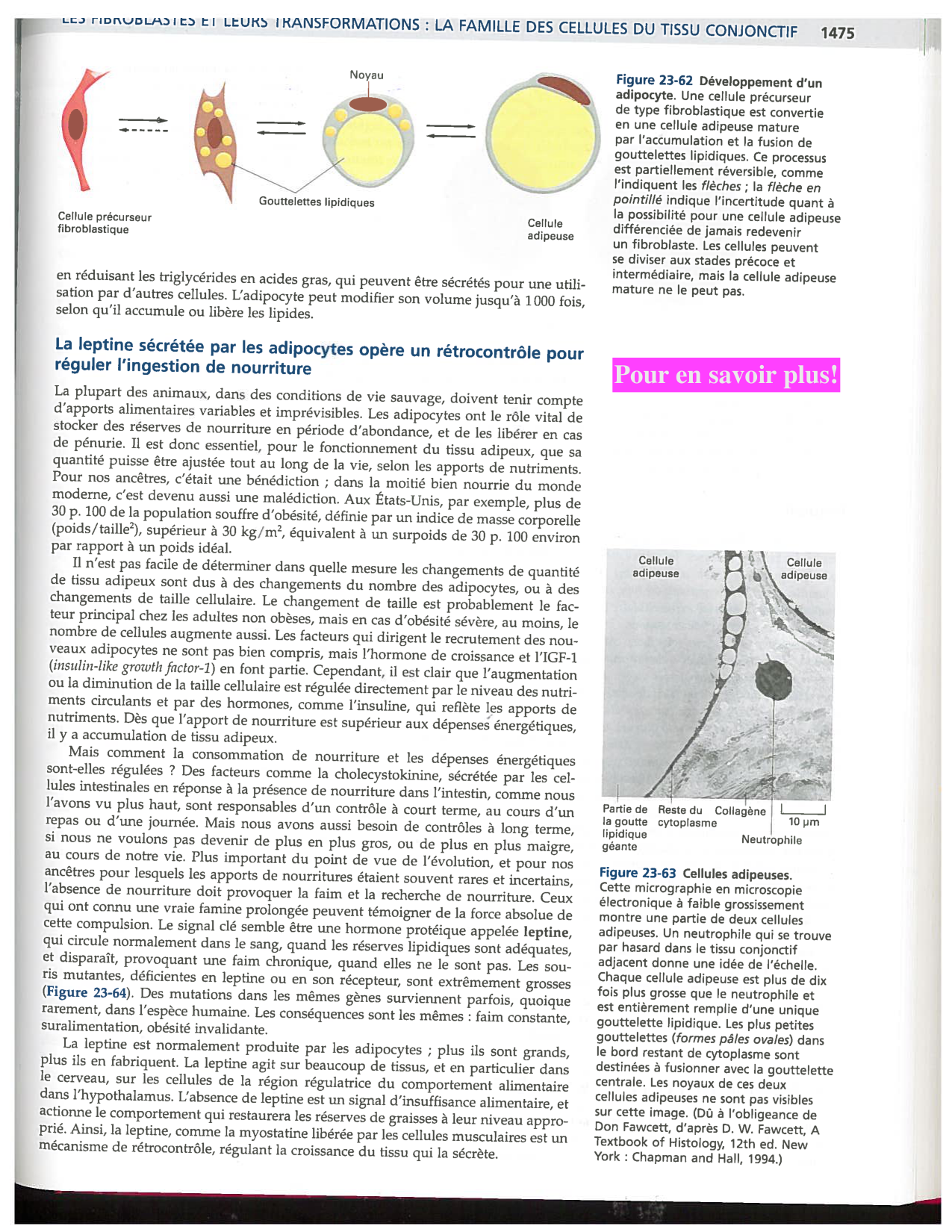 Alberts ed-5fr p1467-1476-TC les fibroblastes et les cellules du tissu conjonctif page 9