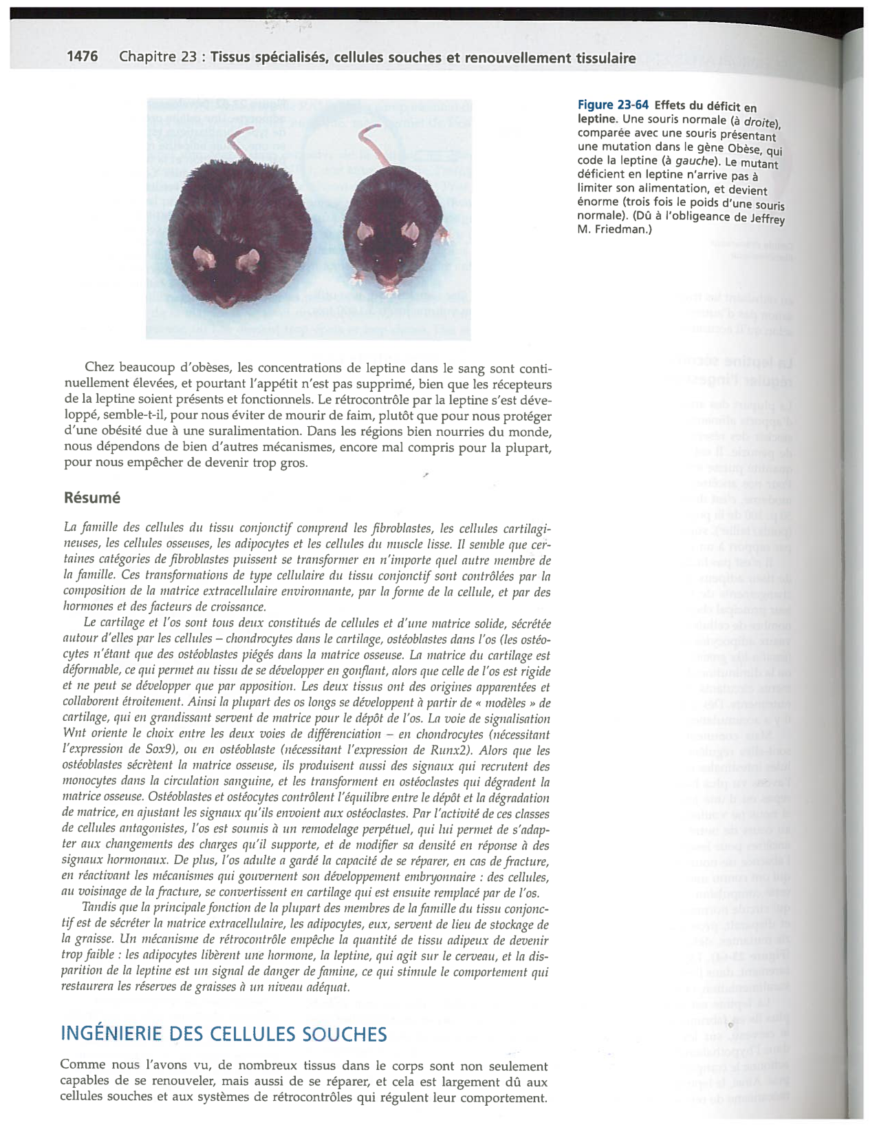 Alberts ed-5fr p1467-1476-TC les fibroblastes et les cellules du tissu conjonctif page 10