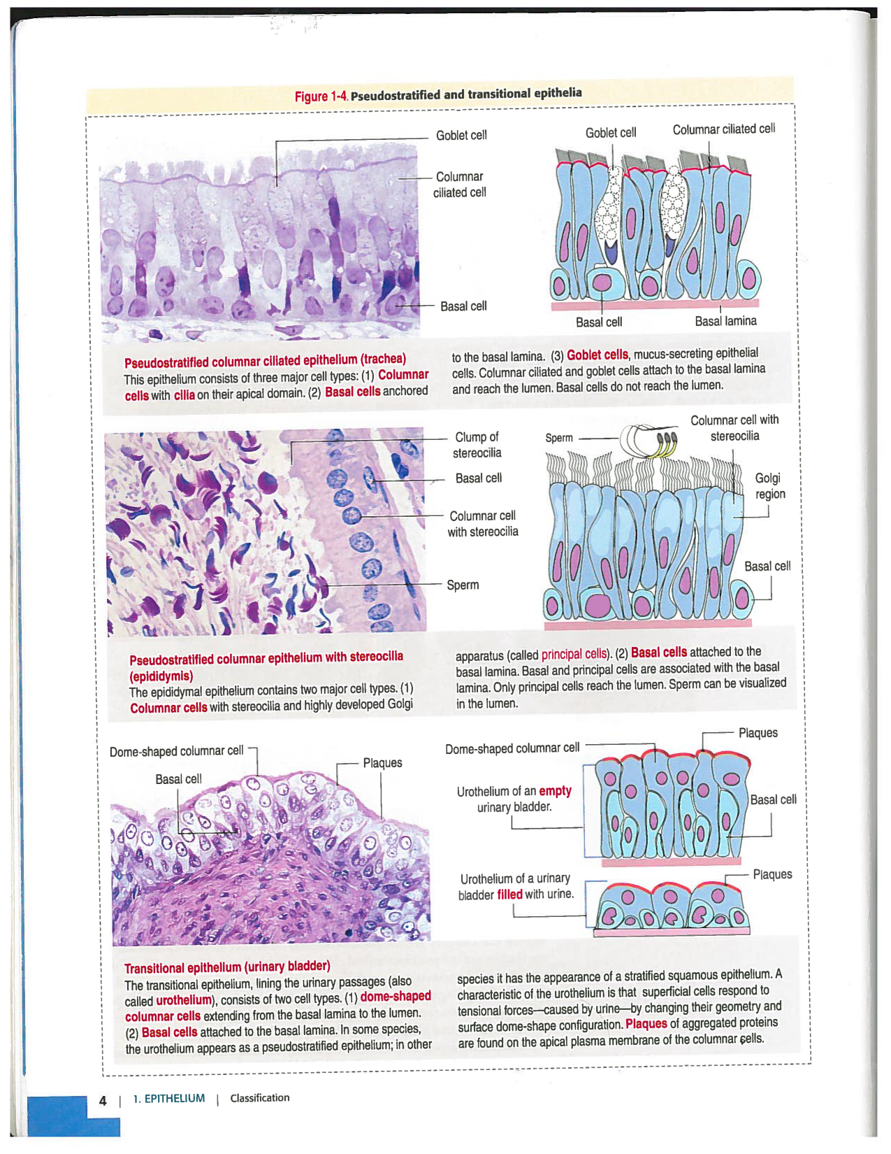 Kierszenbaum ed-4 p1-7-TE-examples page 4