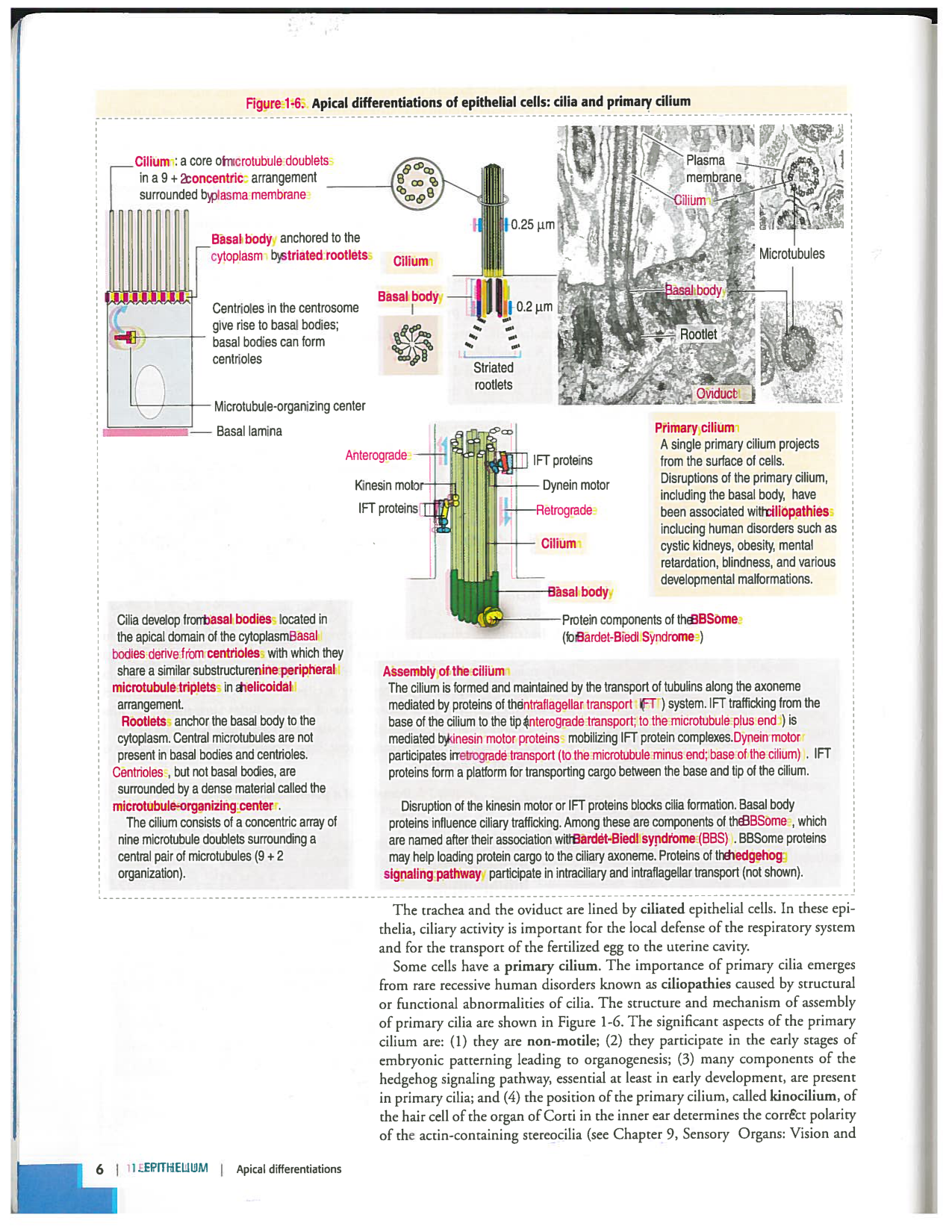 Kierszenbaum ed-4 p1-7-TE-examples page 6