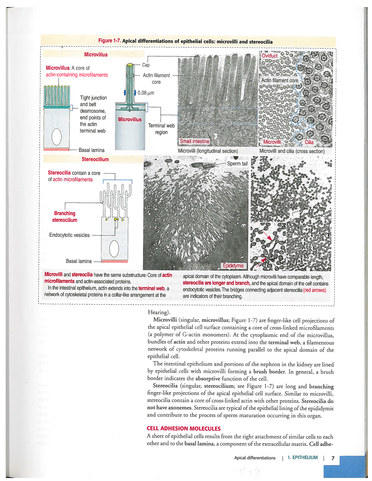 Kierszenbaum ed-4 p1-7-TE-examples page 7