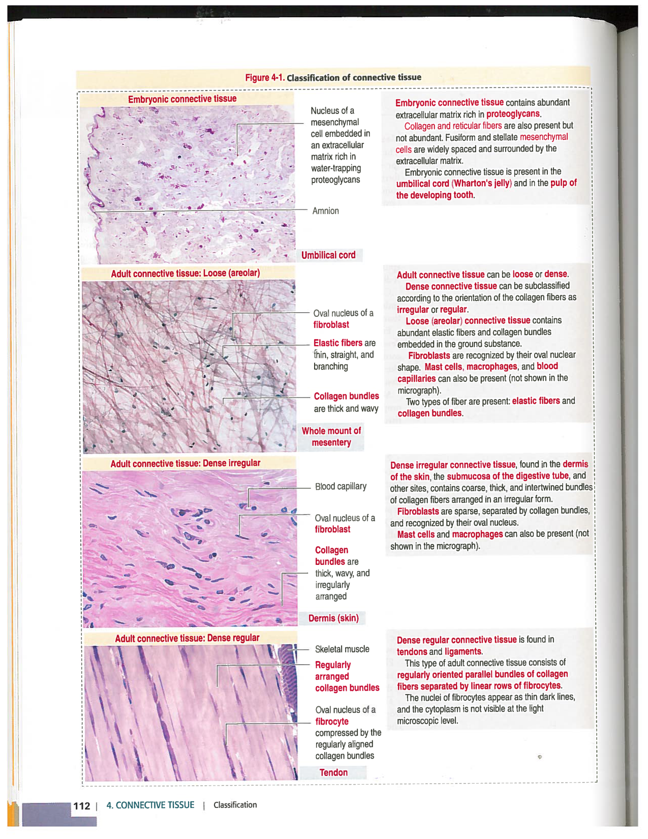 Kierszenbaum ed-4 p111-146-TC-examples et pathologies page 2