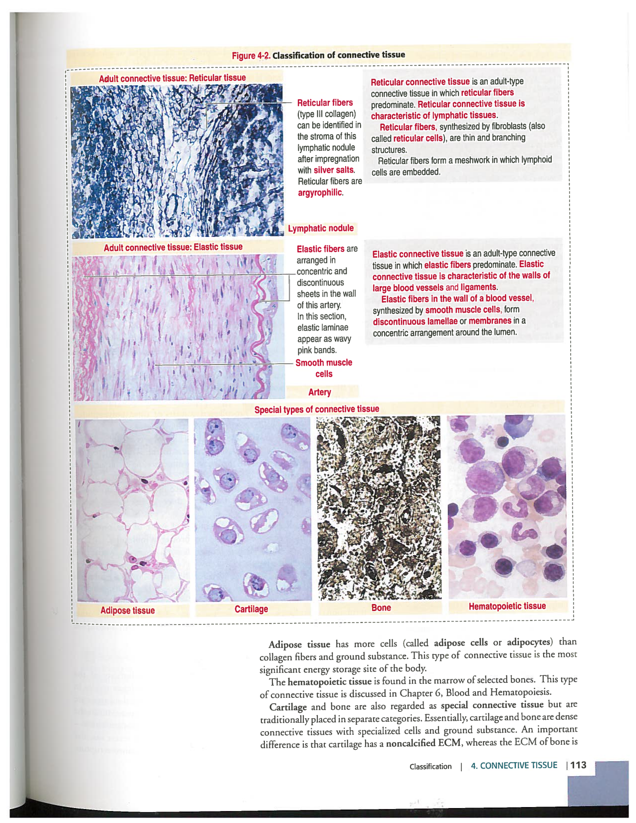 Kierszenbaum ed-4 p111-146-TC-examples et pathologies page 3