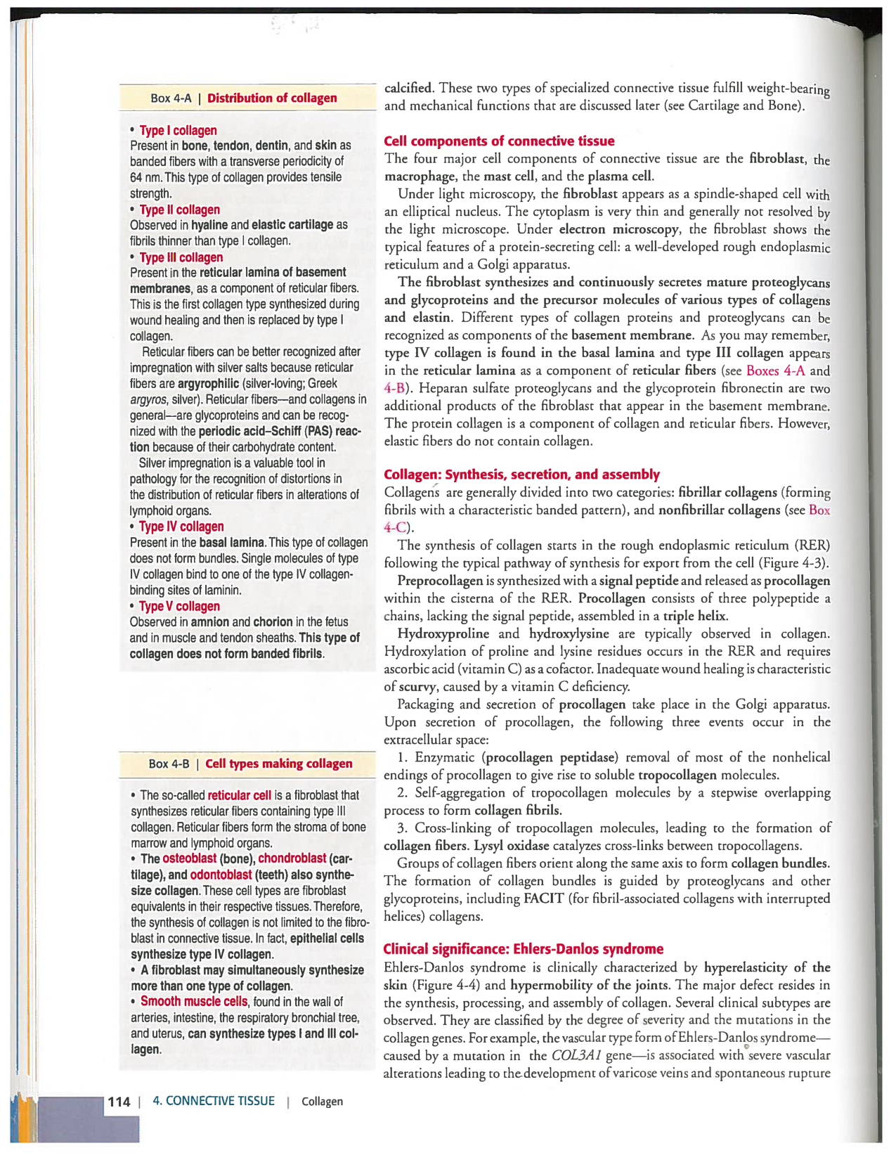 Kierszenbaum ed-4 p111-146-TC-examples et pathologies page 4