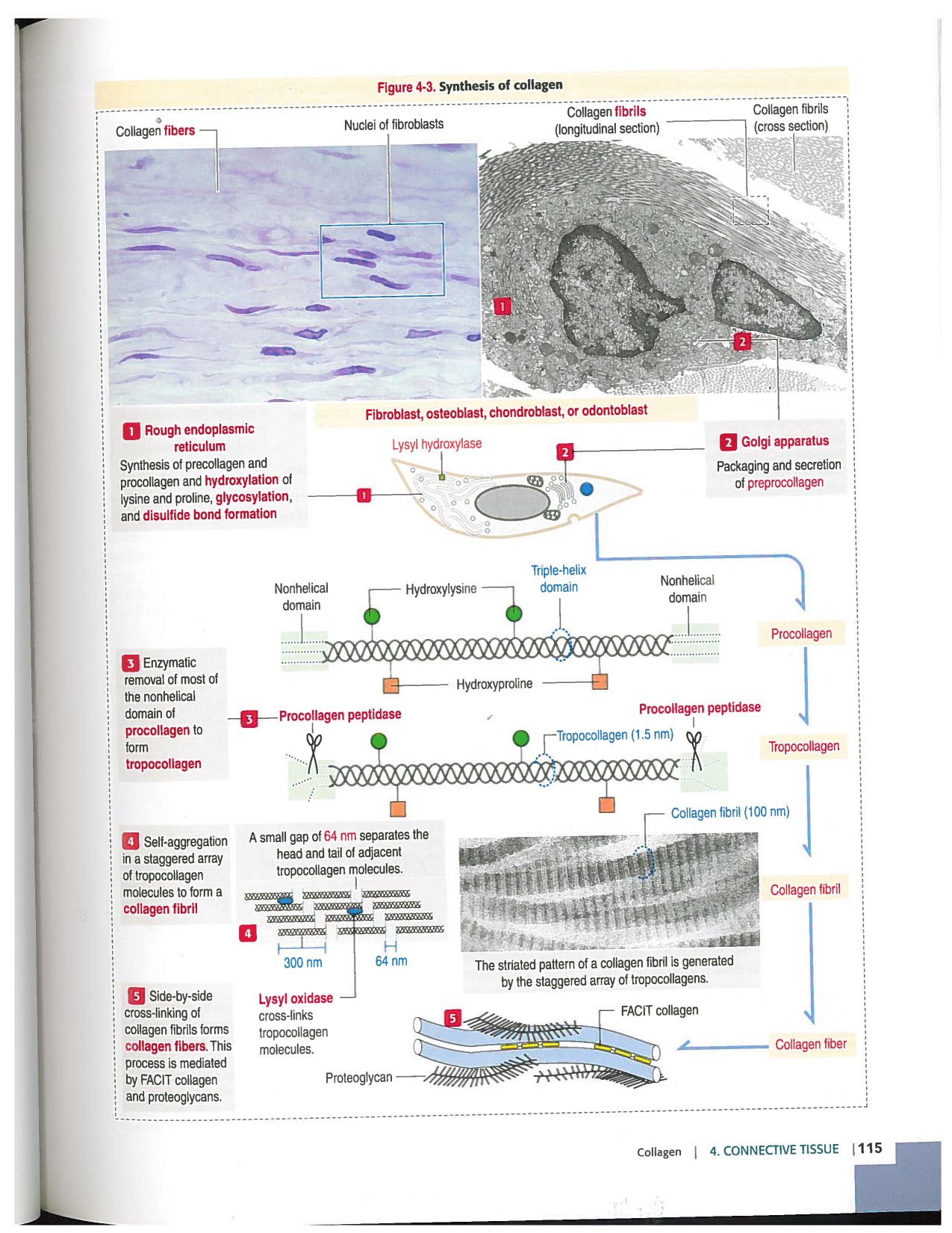 Kierszenbaum ed-4 p111-146-TC-examples et pathologies page 5