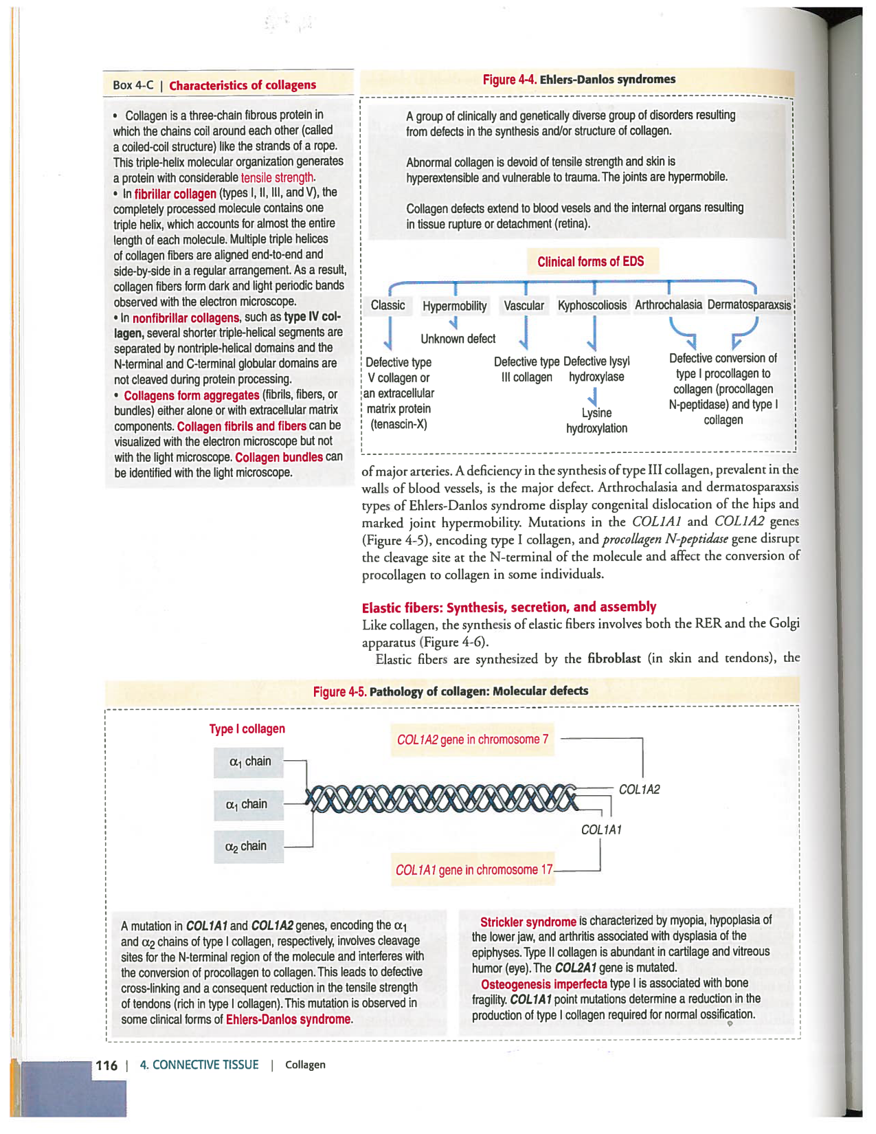 Kierszenbaum ed-4 p111-146-TC-examples et pathologies page 6