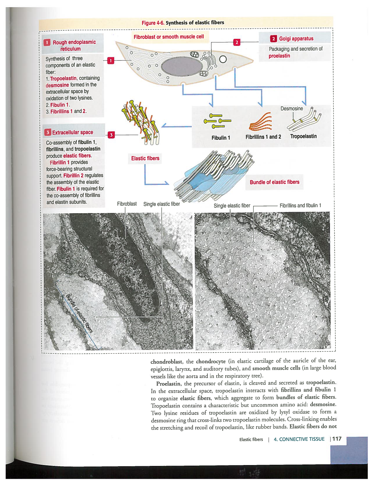 Kierszenbaum ed-4 p111-146-TC-examples et pathologies page 7