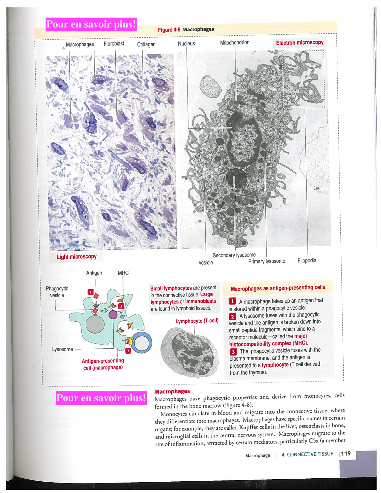 Kierszenbaum ed-4 p111-146-TC-examples et pathologies page 9
