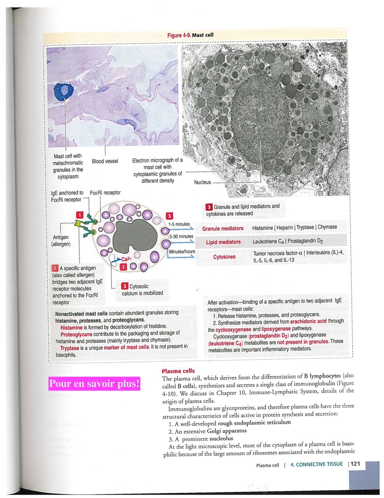Kierszenbaum ed-4 p111-146-TC-examples et pathologies page 11