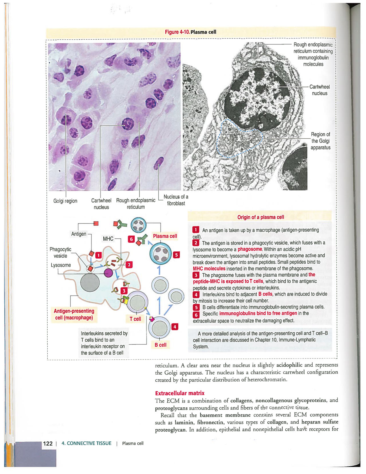 Kierszenbaum ed-4 p111-146-TC-examples et pathologies page 12